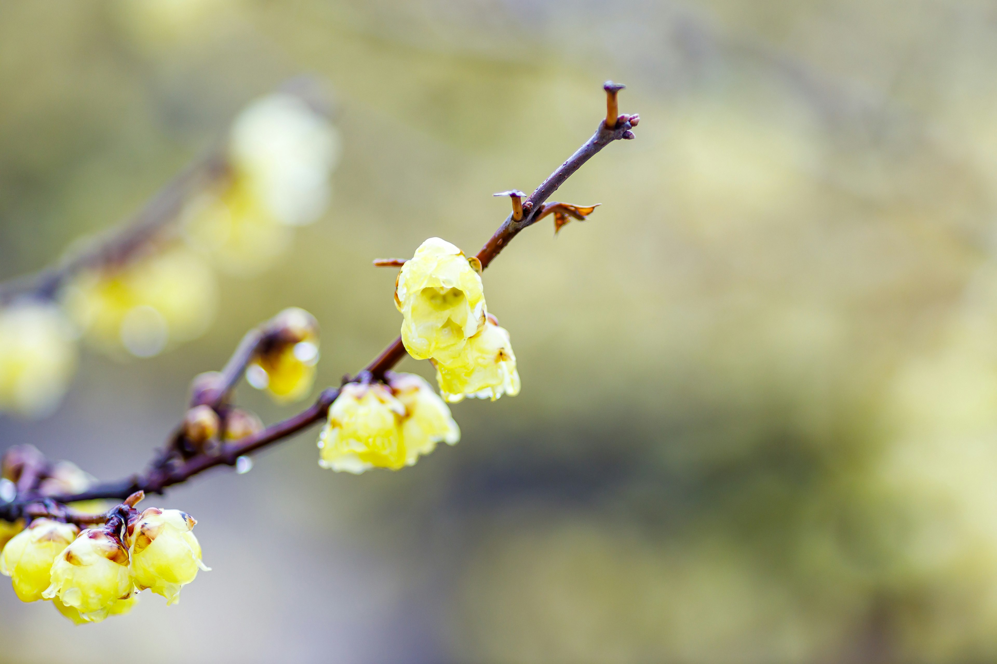 Gros plan d'une branche avec des fleurs jaunes en fleurs