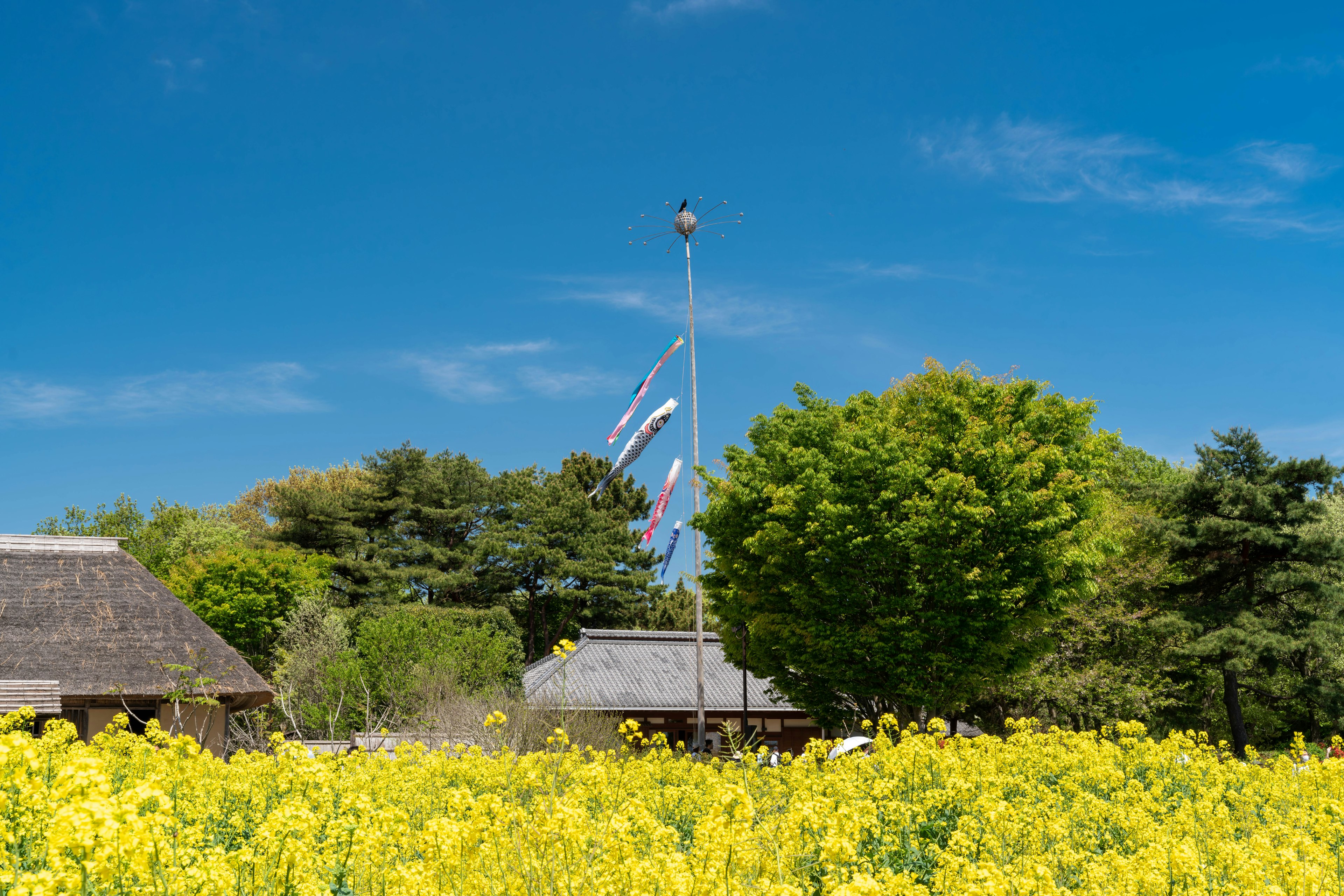 Landschaft mit einem gelben Blumenfeld unter blauem Himmel und Bäumen