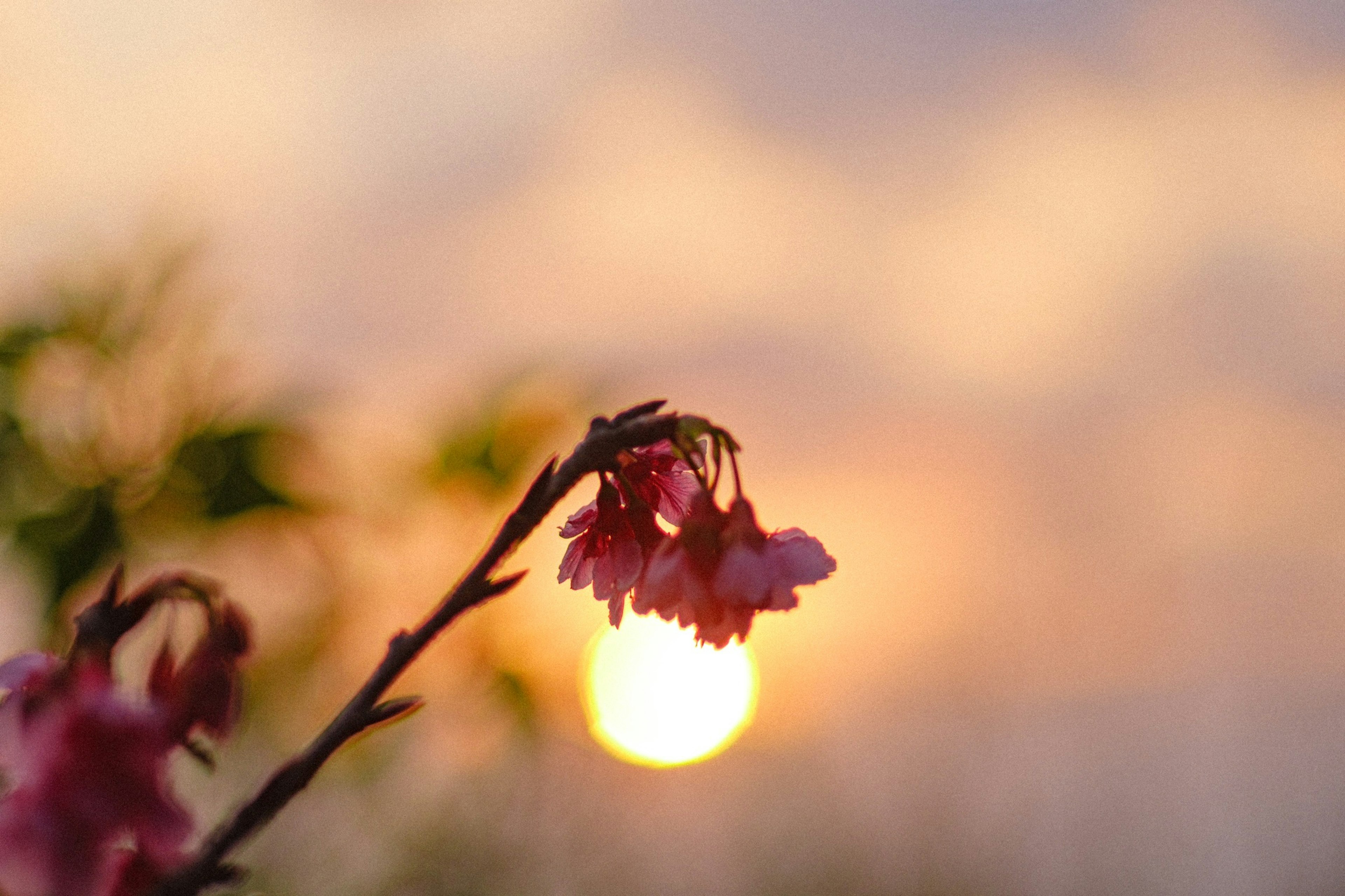 Nahaufnahme von Kirschblüten vor einem Sonnenuntergang