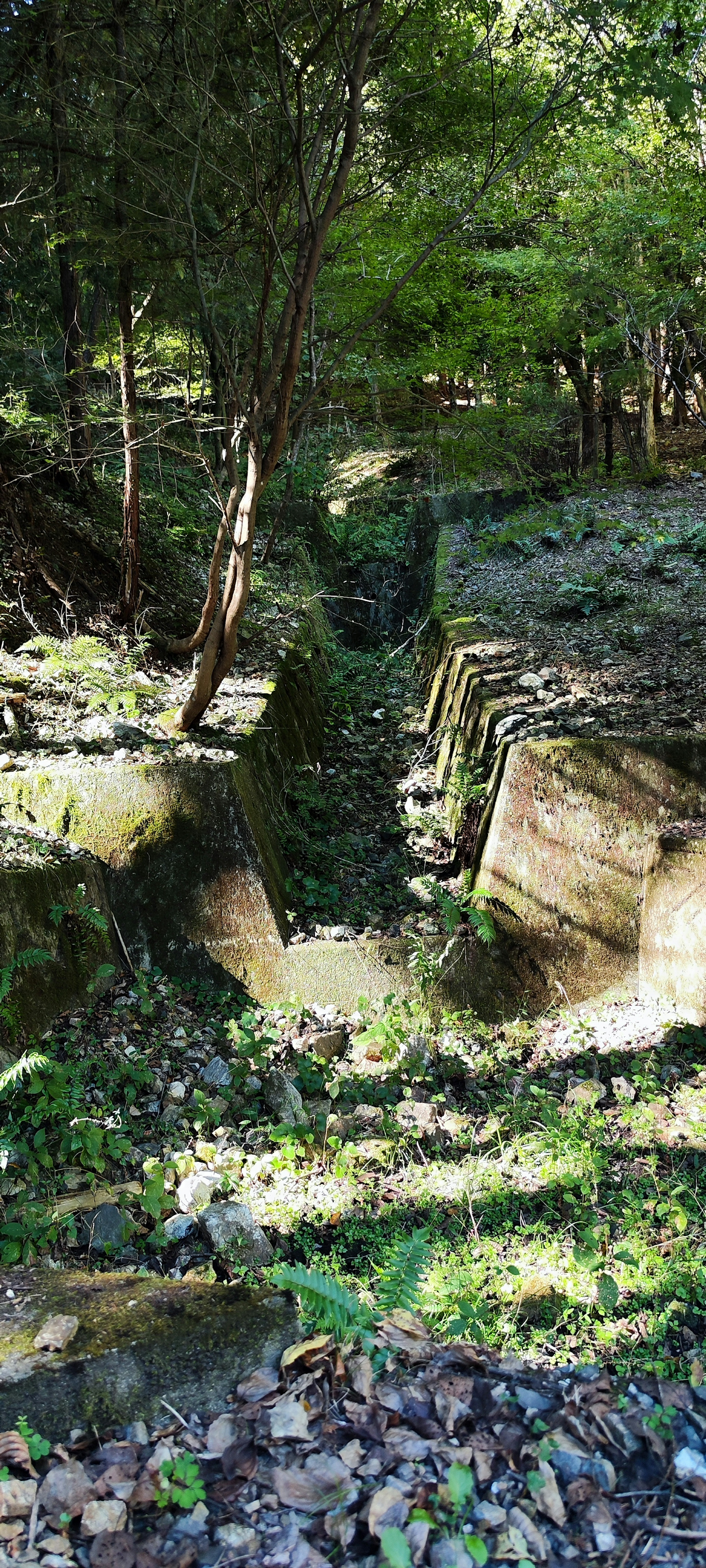 Un ruscello stretto che scorre tra le rocce in una foresta lussureggiante