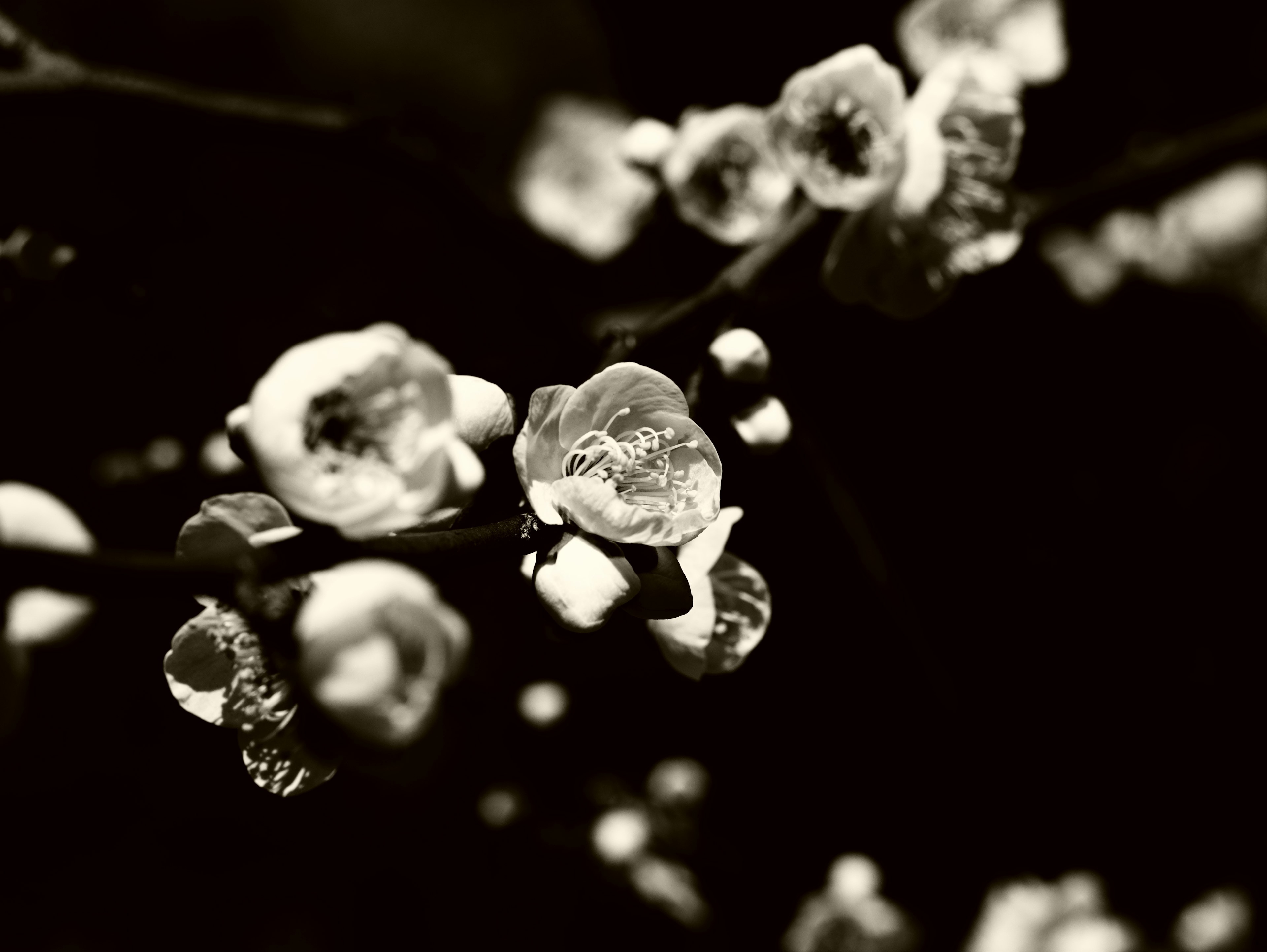 Close-up of monochrome plum blossoms showing buds and petals