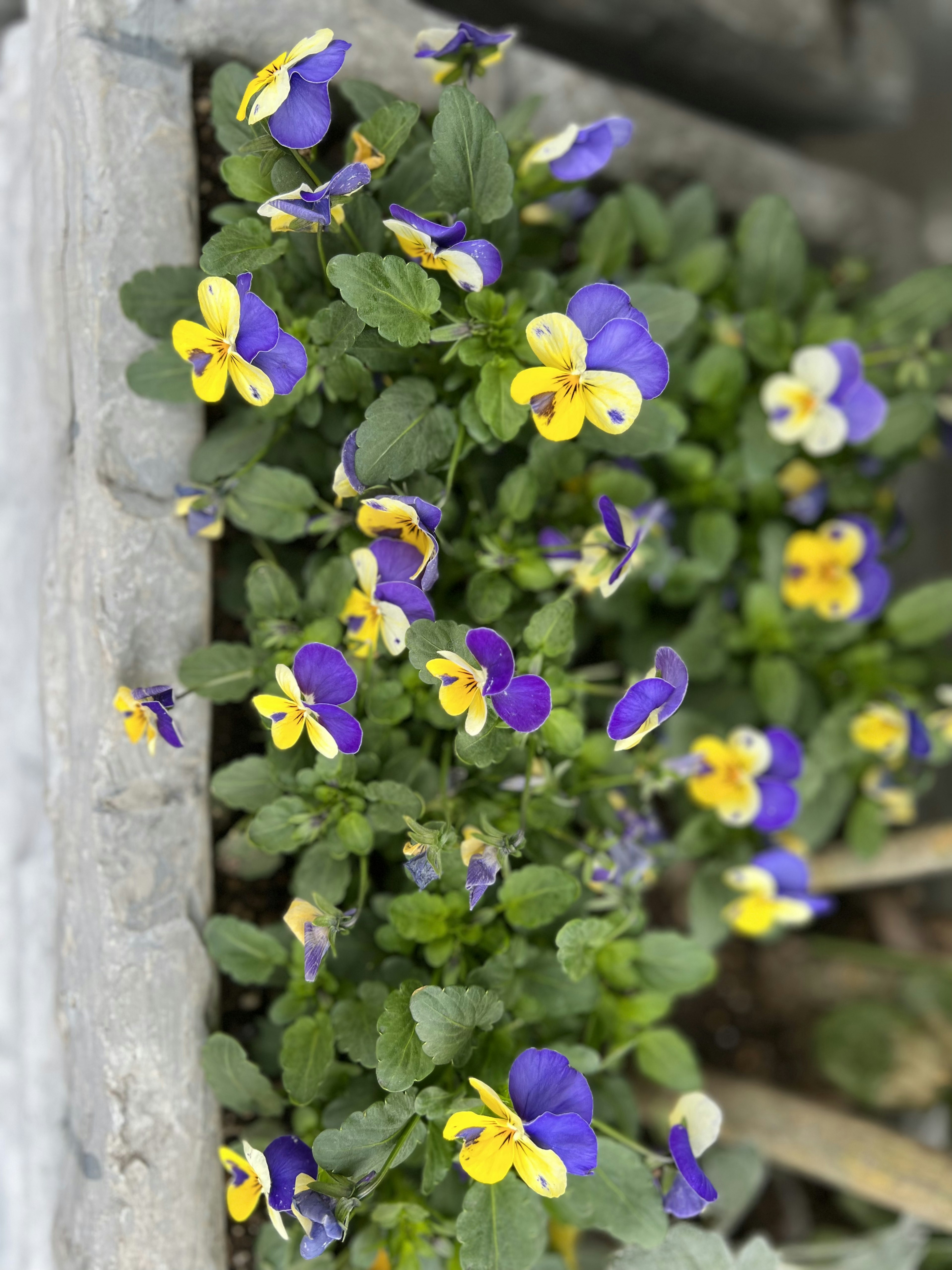 Un groupe de pensées violettes et jaunes en fleurs