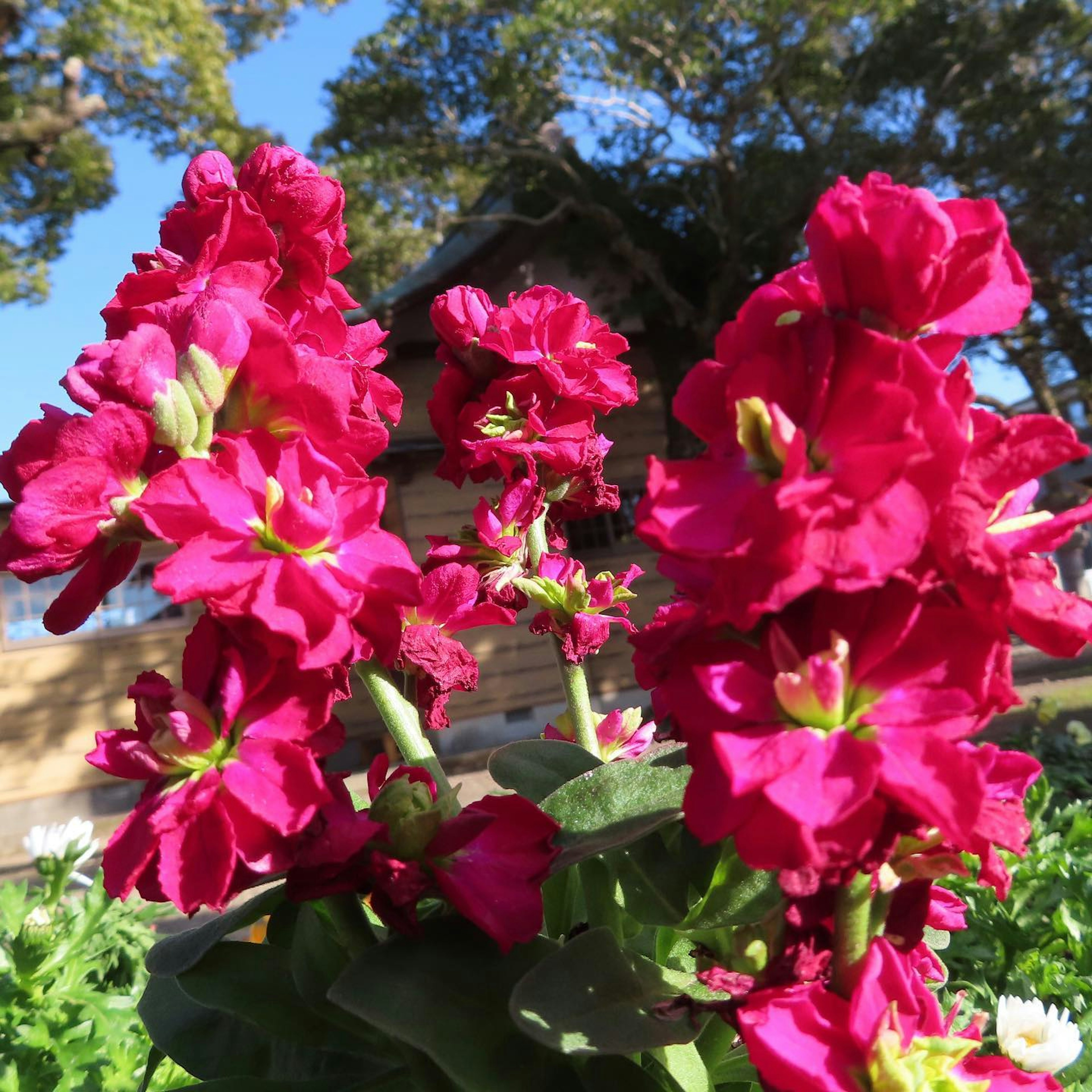 Close-up of vibrant pink flowers with a wooden shed in the background