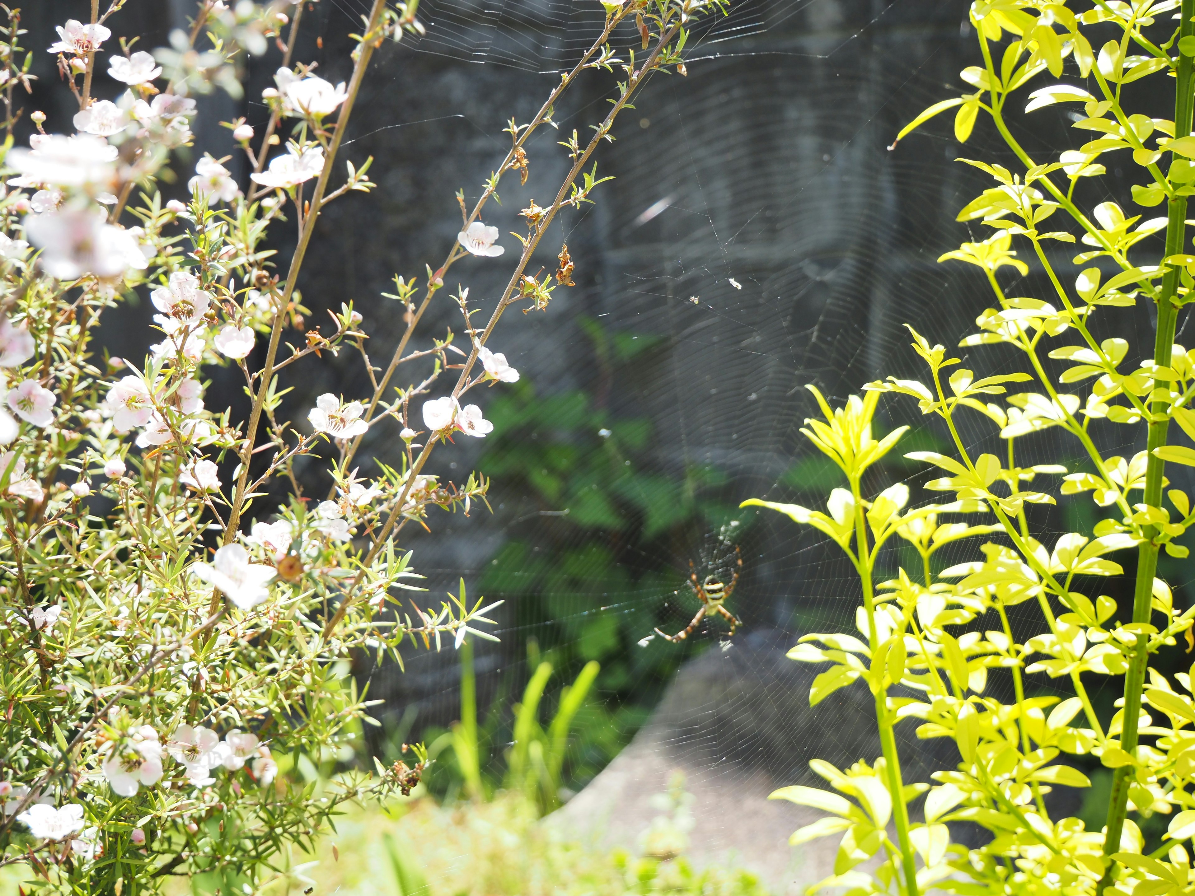 Una escena de jardín serena con flores en flor y plantas verdes exuberantes