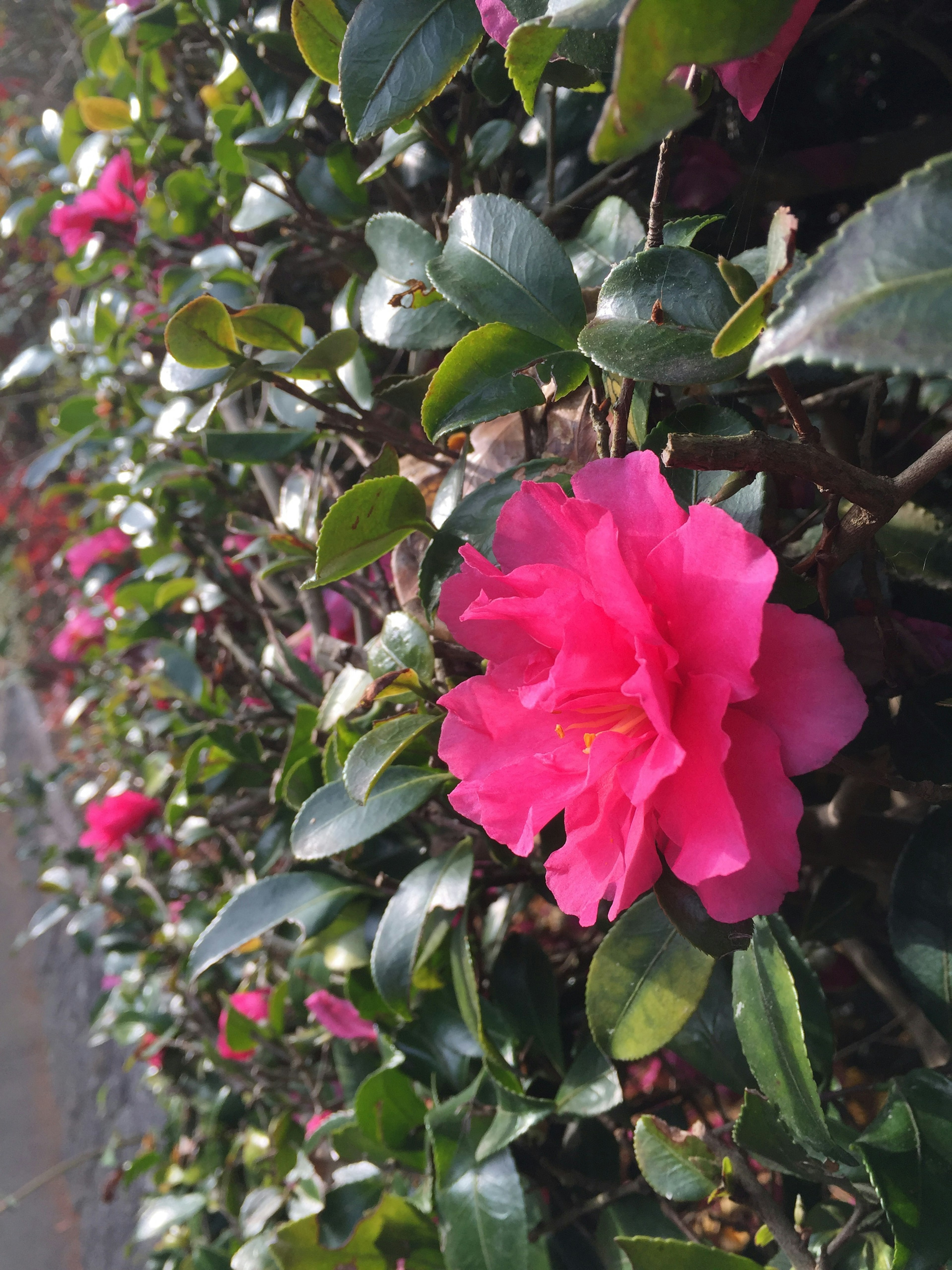 Nahaufnahme einer lebhaften rosa Blume, die an einer Hecke blüht