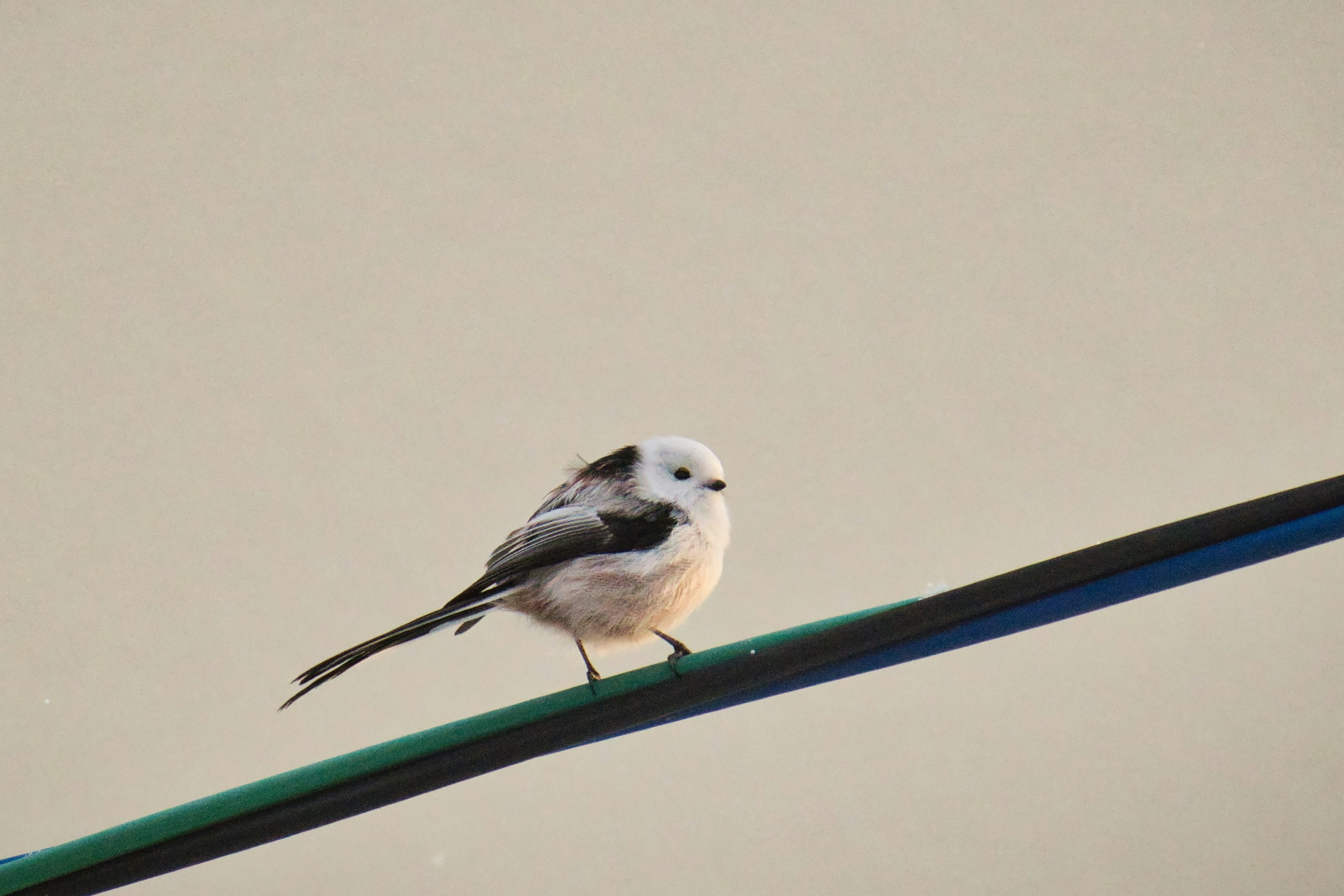 小さな鳥が電線に止まっているシーン