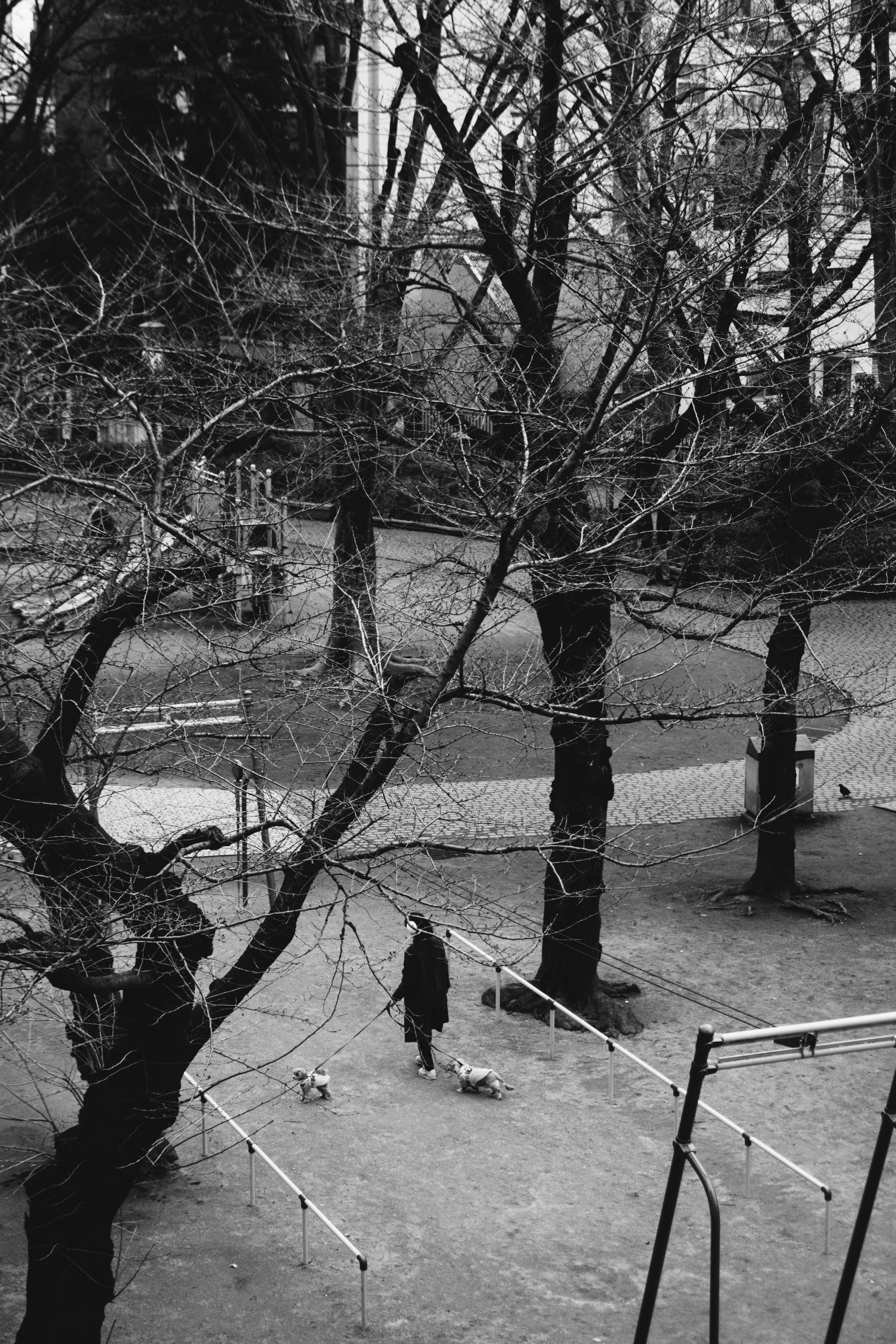 Persona che passeggia cani in un parco invernale