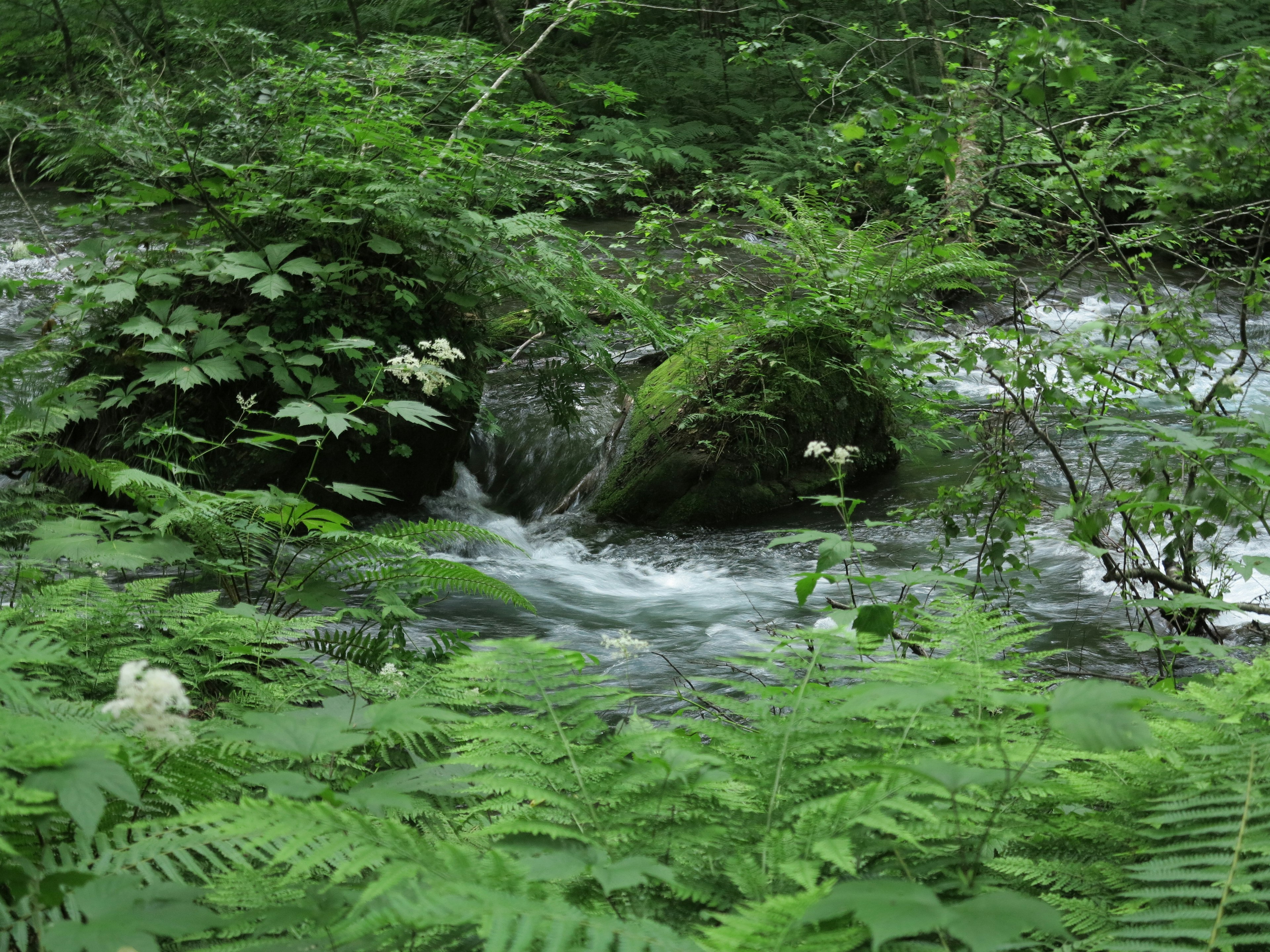 Un petit ruisseau qui coule à travers une forêt verdoyante avec des rochers et des fougères