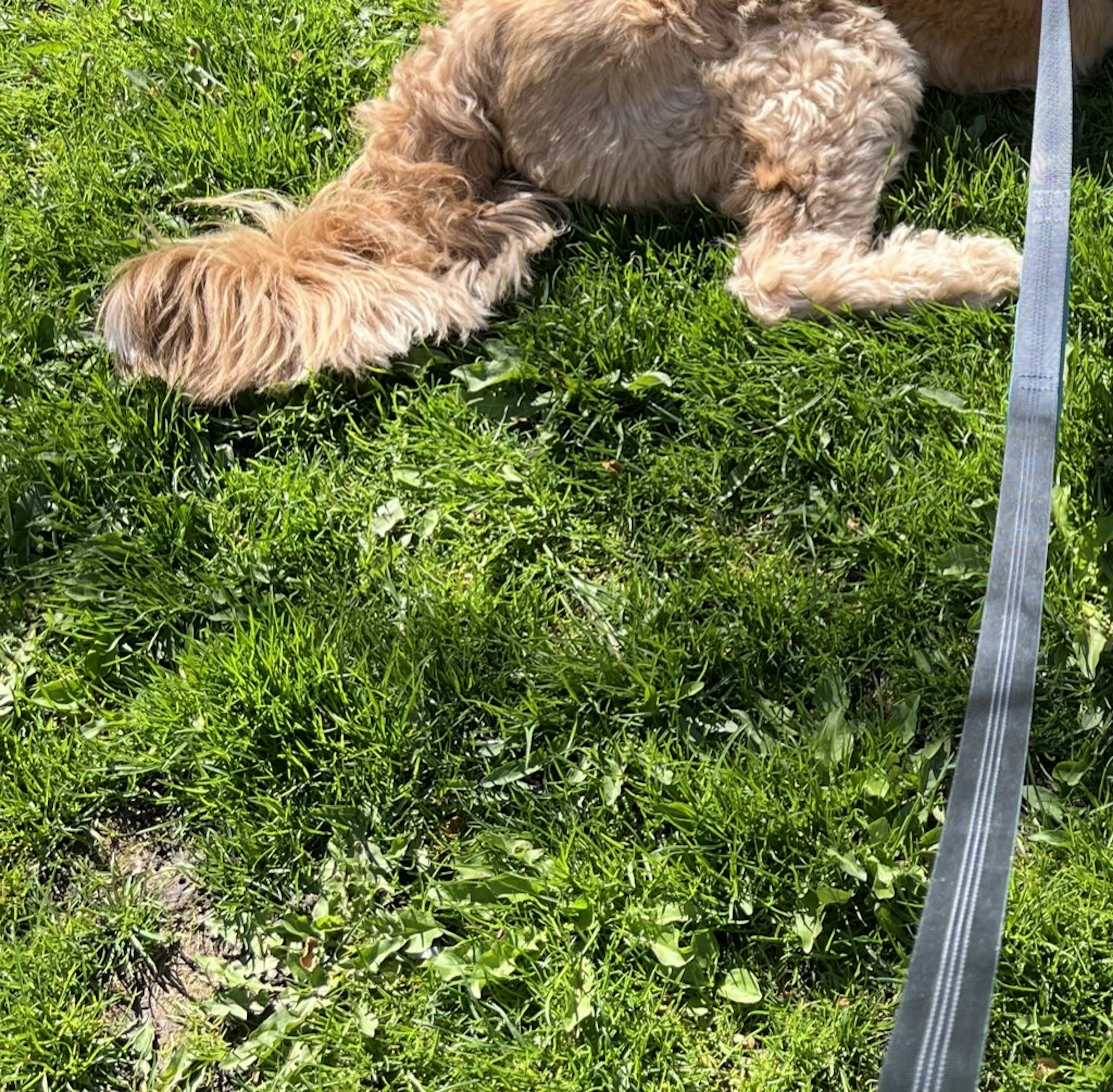 草の上で横たわる犬の後ろ姿とリード