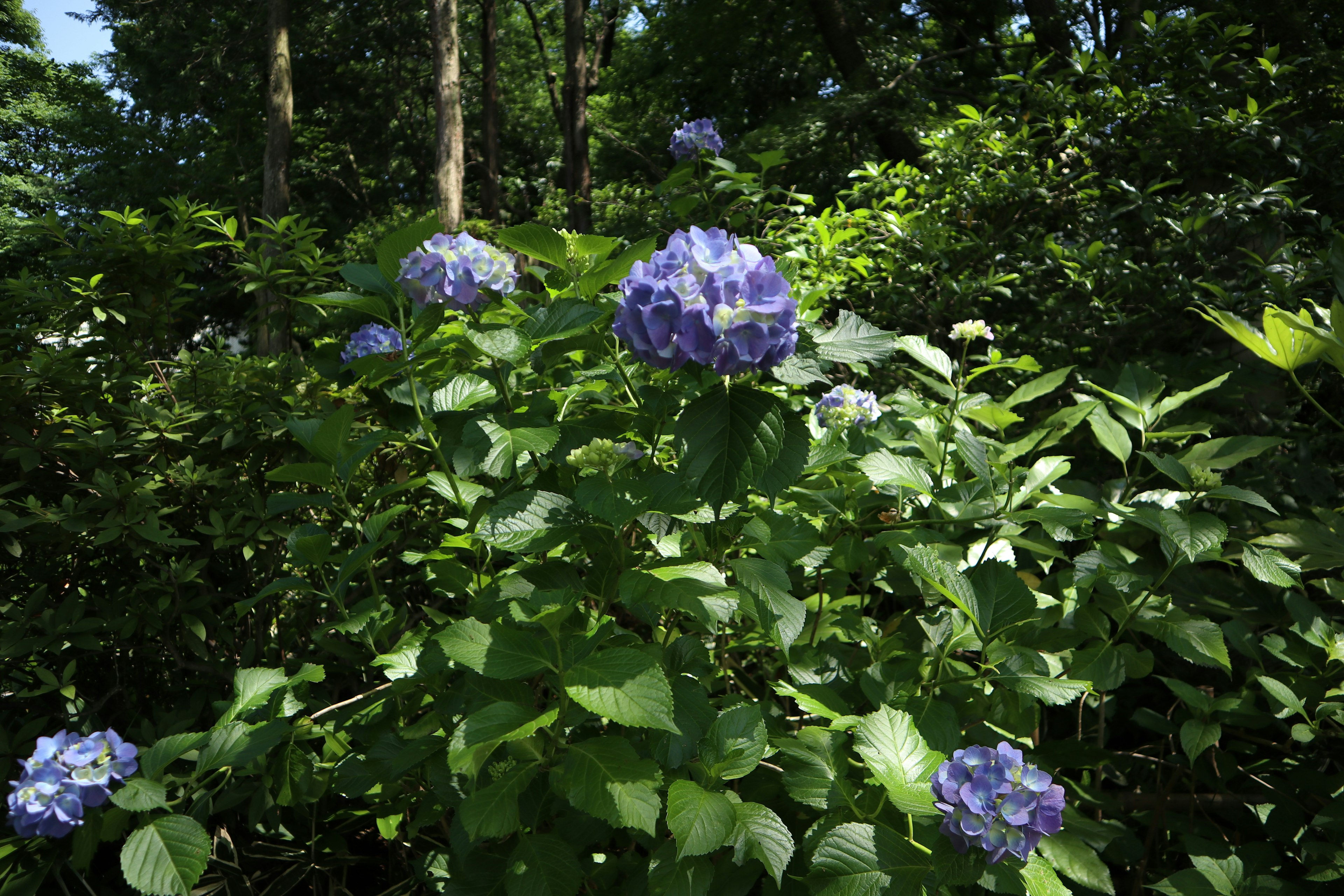 青い紫陽花の花が緑の葉の間に咲いている風景