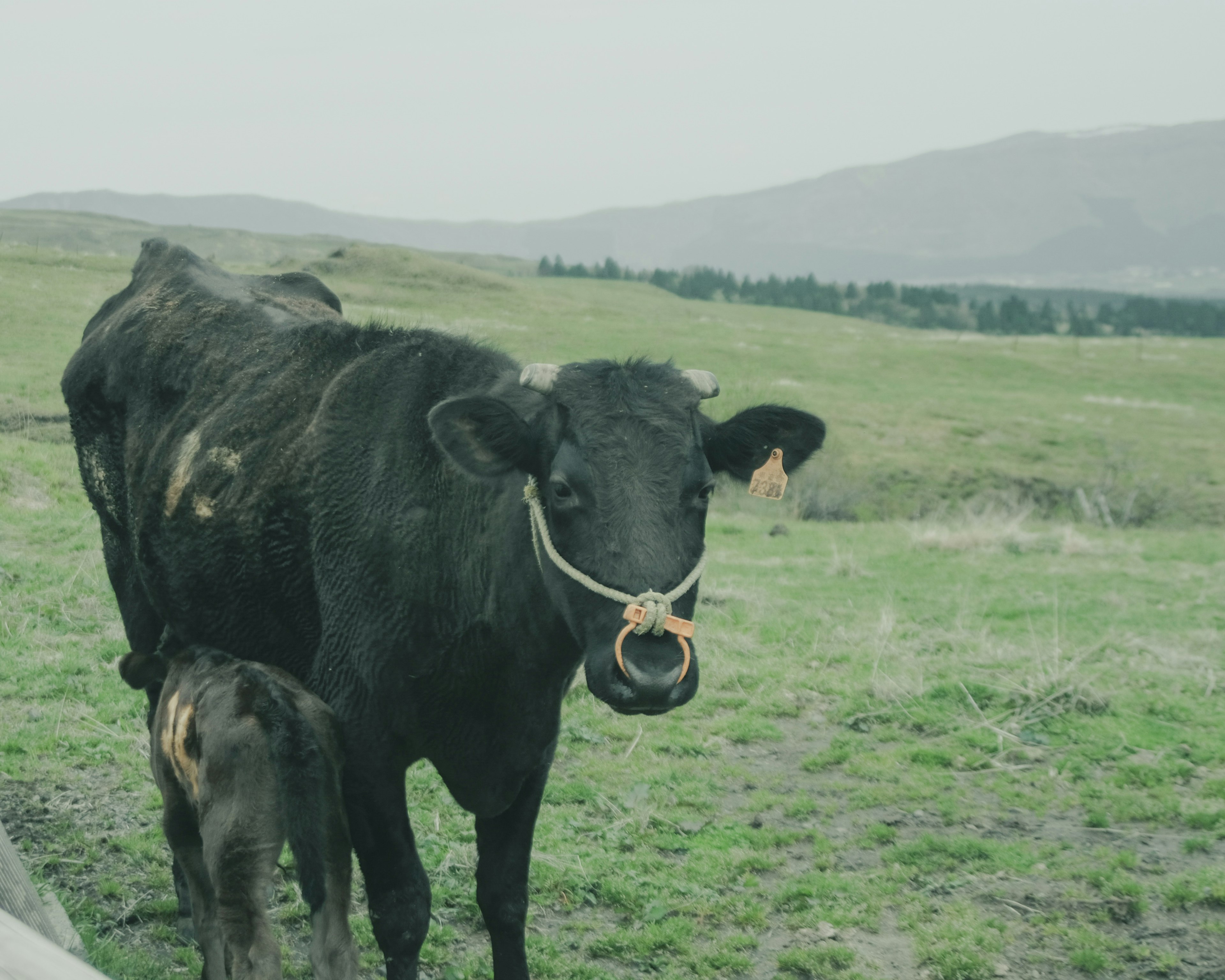 Mucca nera in piedi in un campo erboso