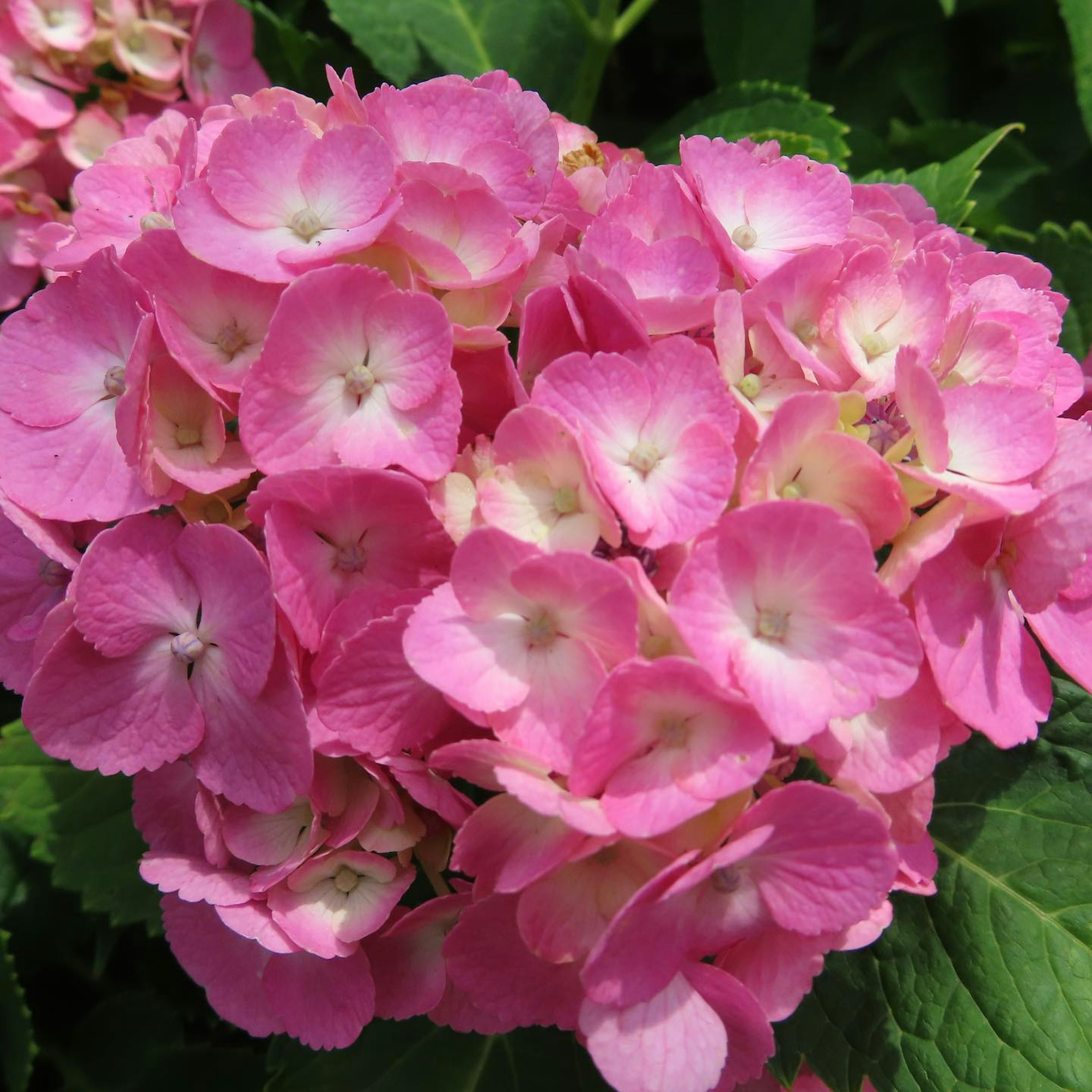 Eine Ansammlung von lebhaften rosa Hortensienblüten