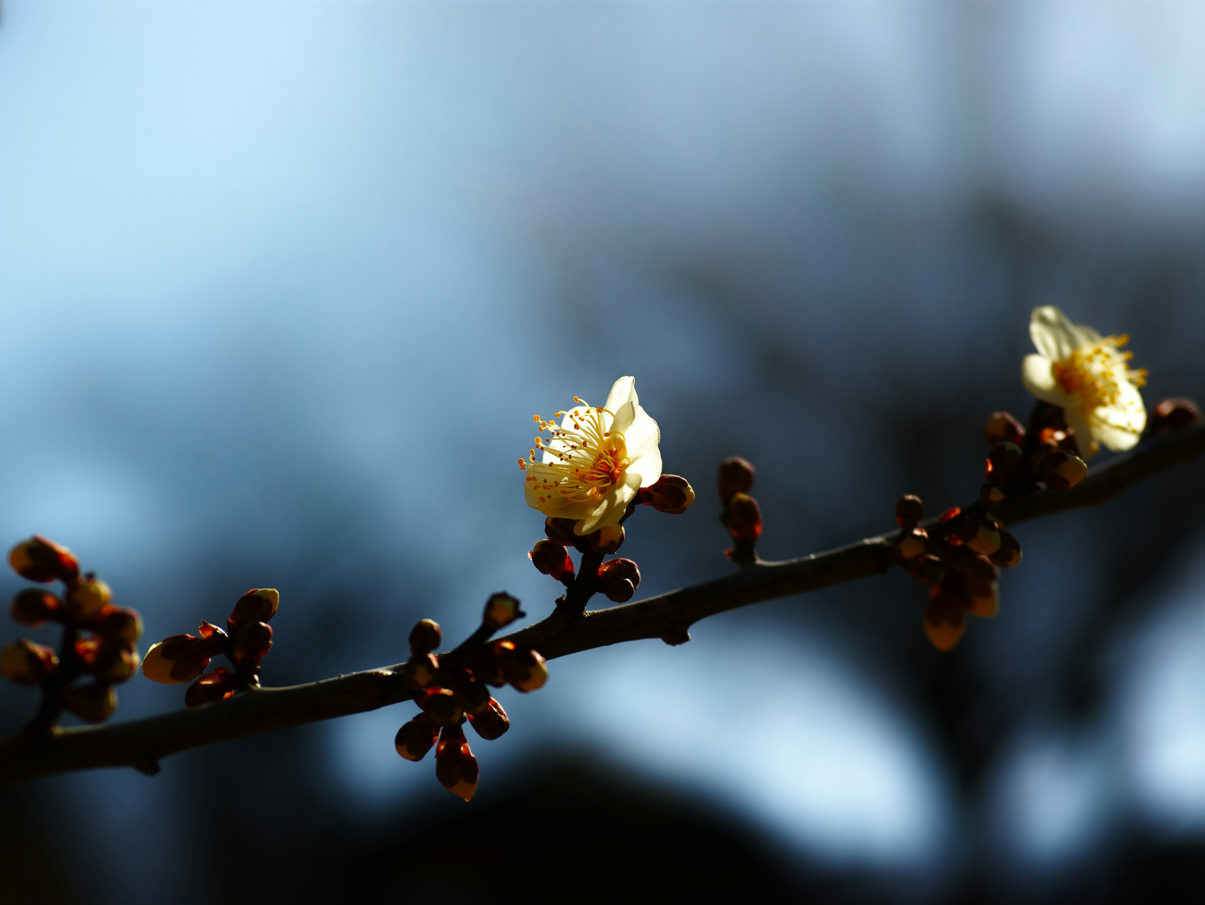 Ein Zweig mit gelben Blumen vor blauem Hintergrund