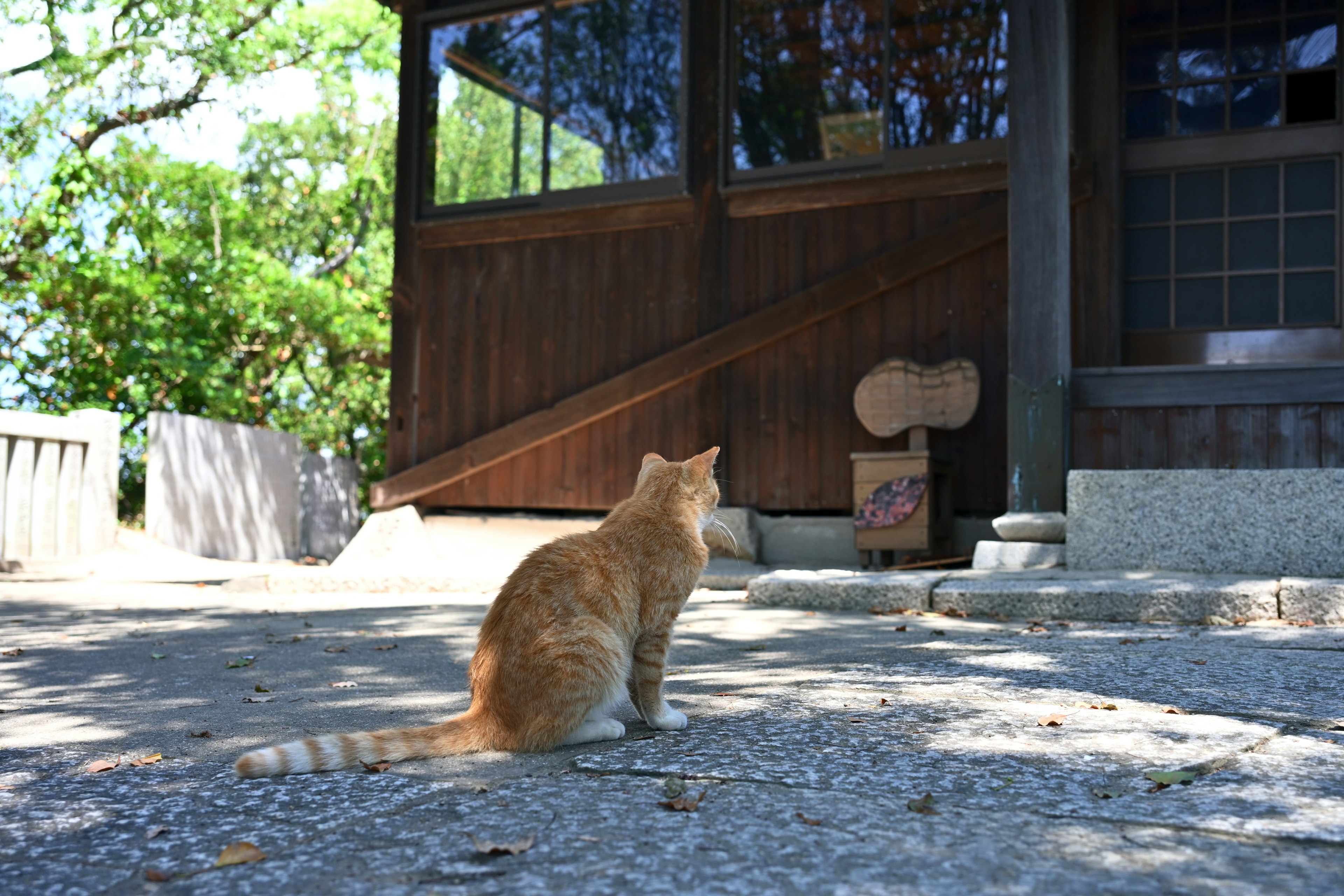 Chat orange assis devant une maison en bois