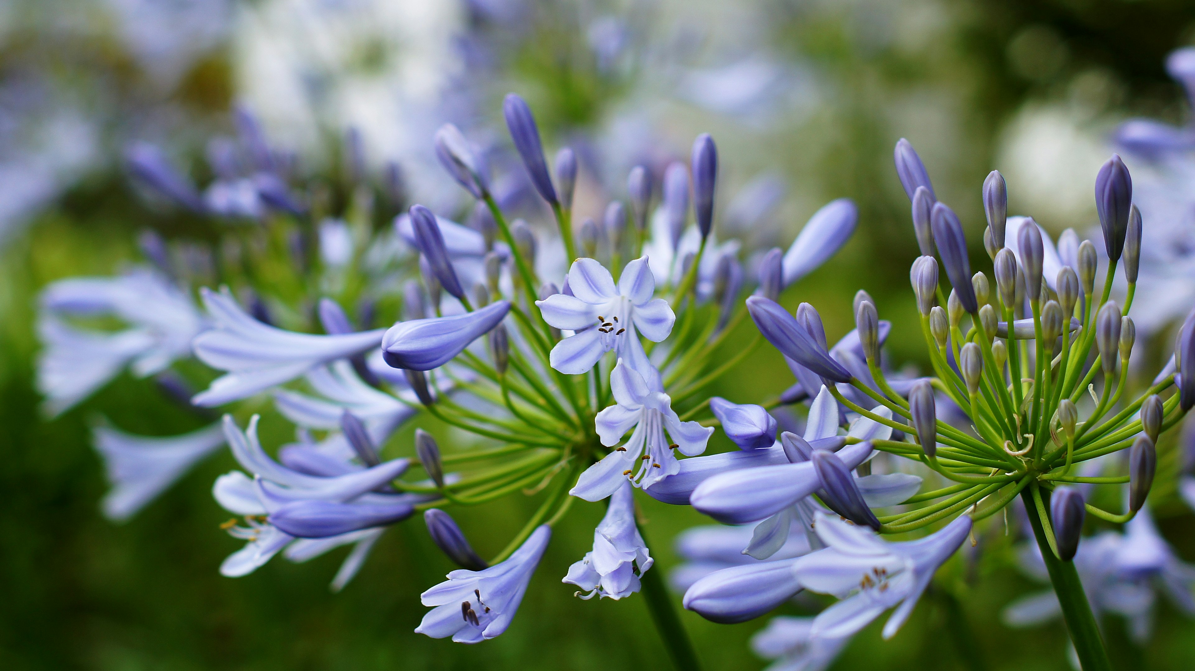 Close-up tanaman indah dengan kelompok bunga lavender