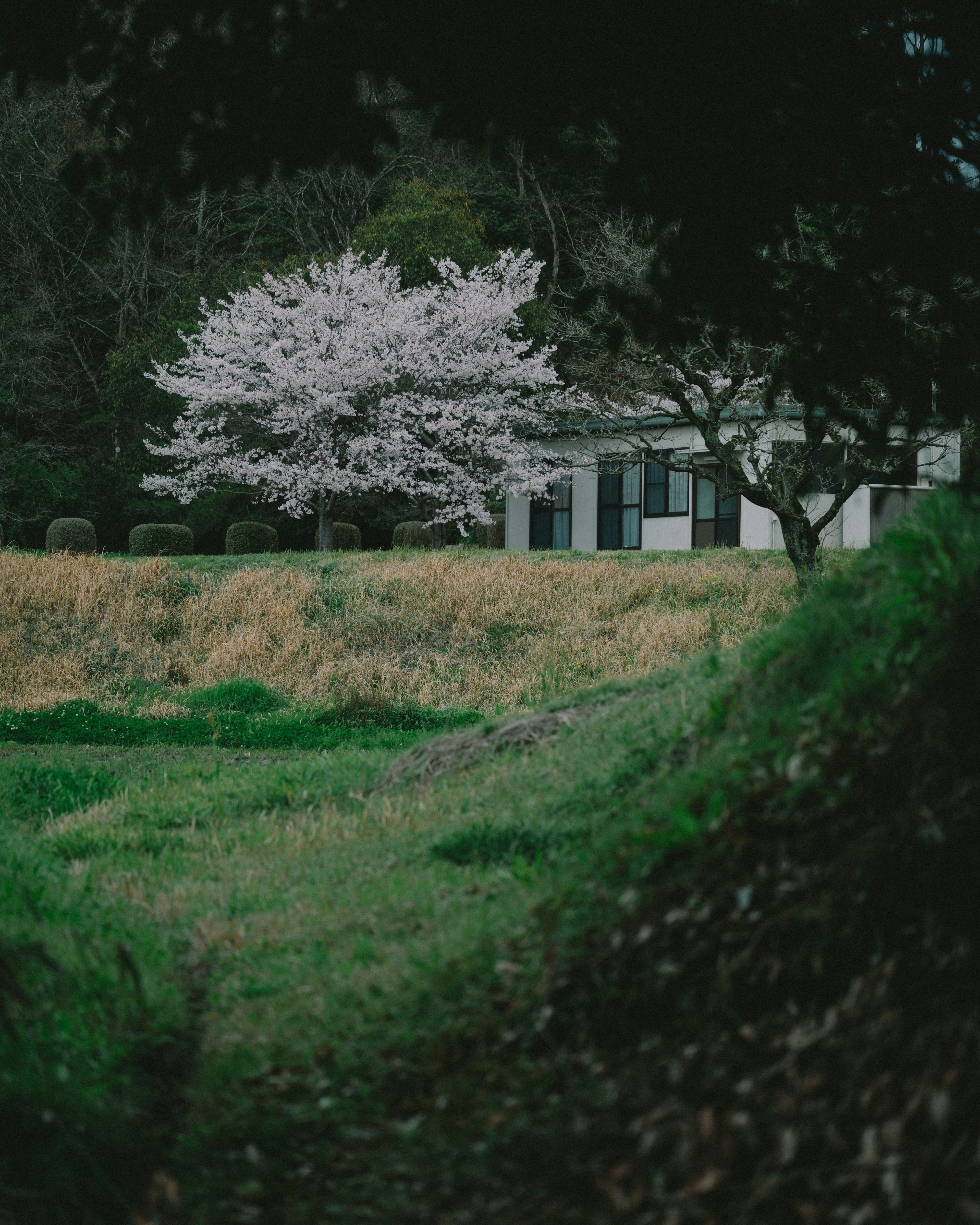 Un paysage herbeux avec un cerisier en fleurs et une maison blanche