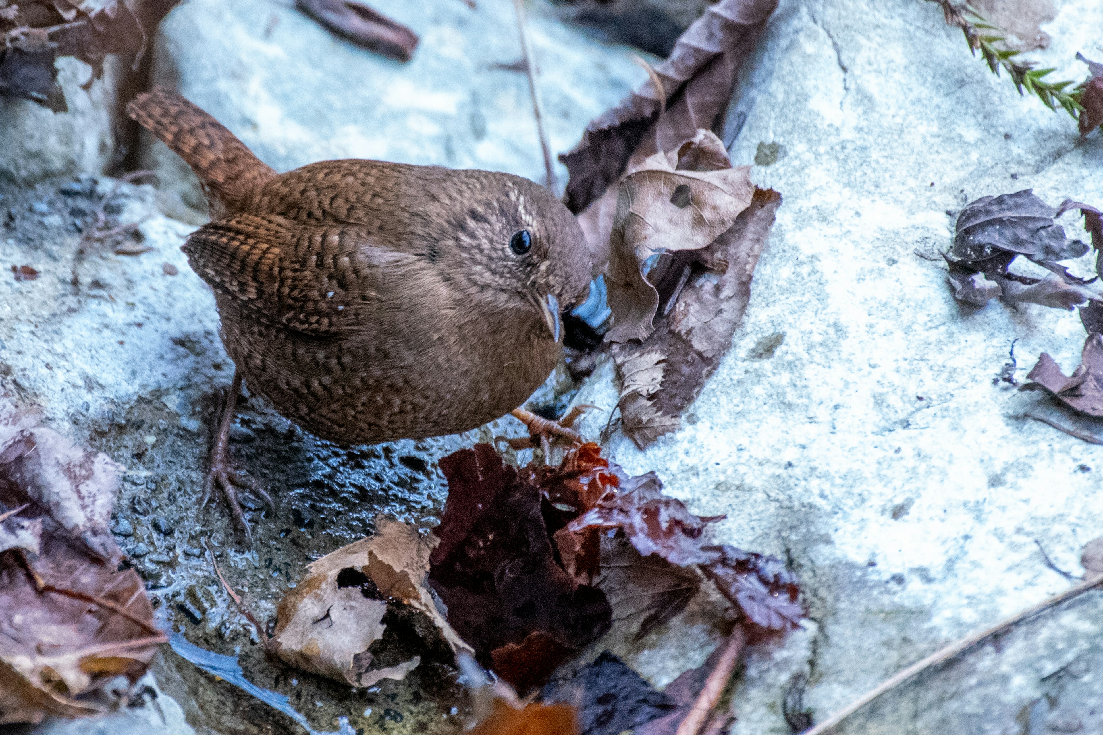 A small brown bird on fallen leaves