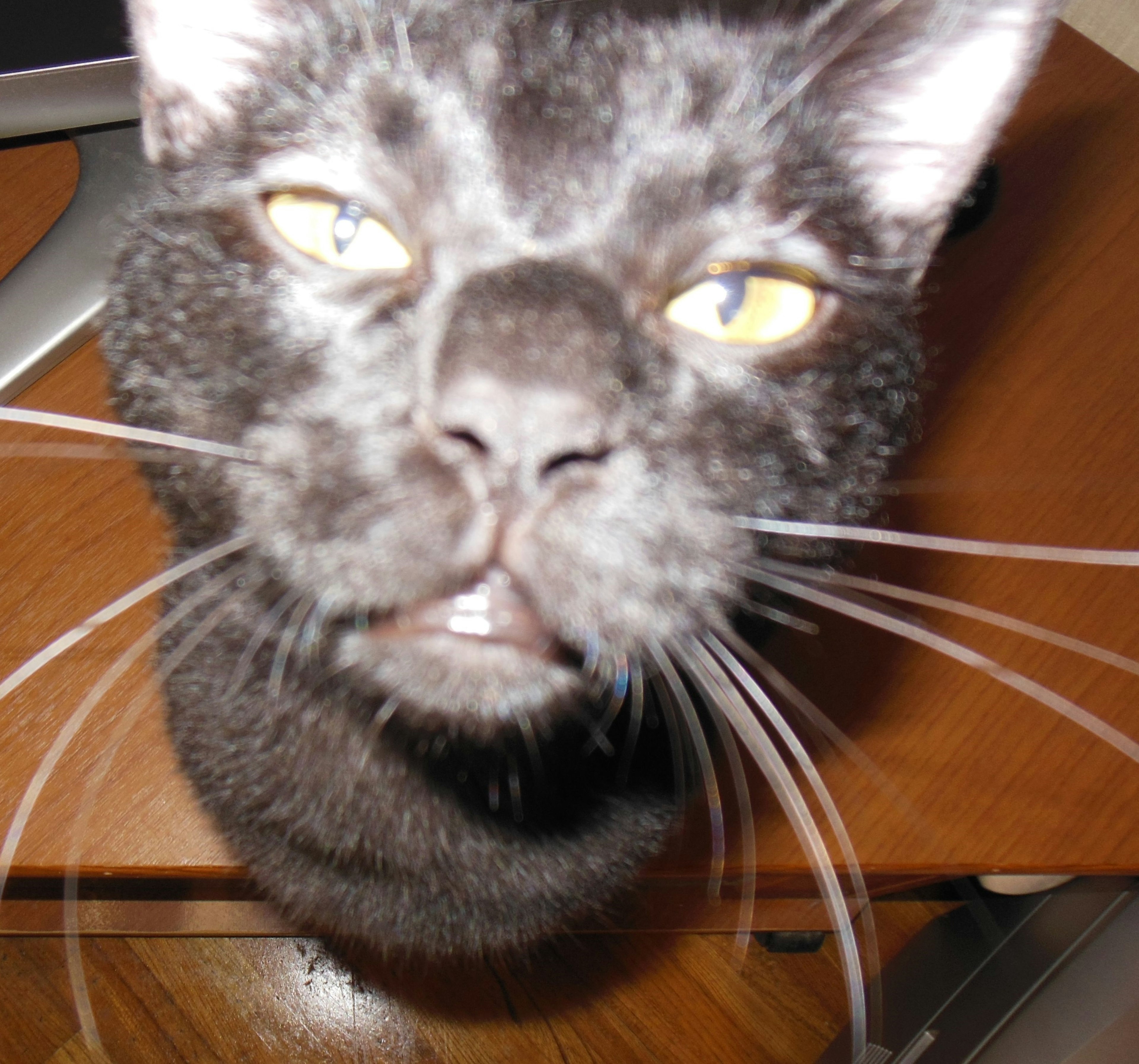 Black cat close-up with bright yellow eyes