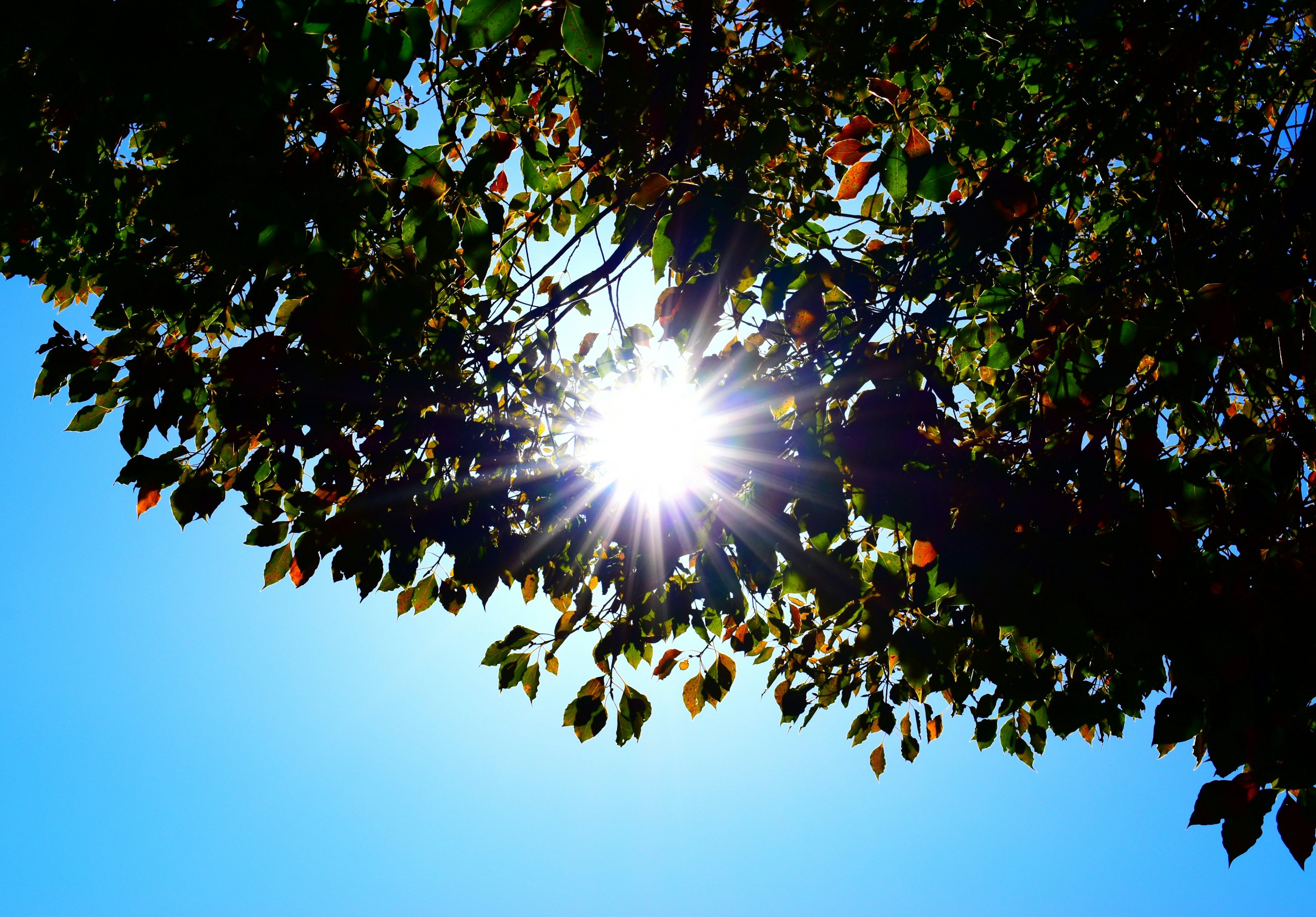 Sun shining through green leaves against a clear blue sky