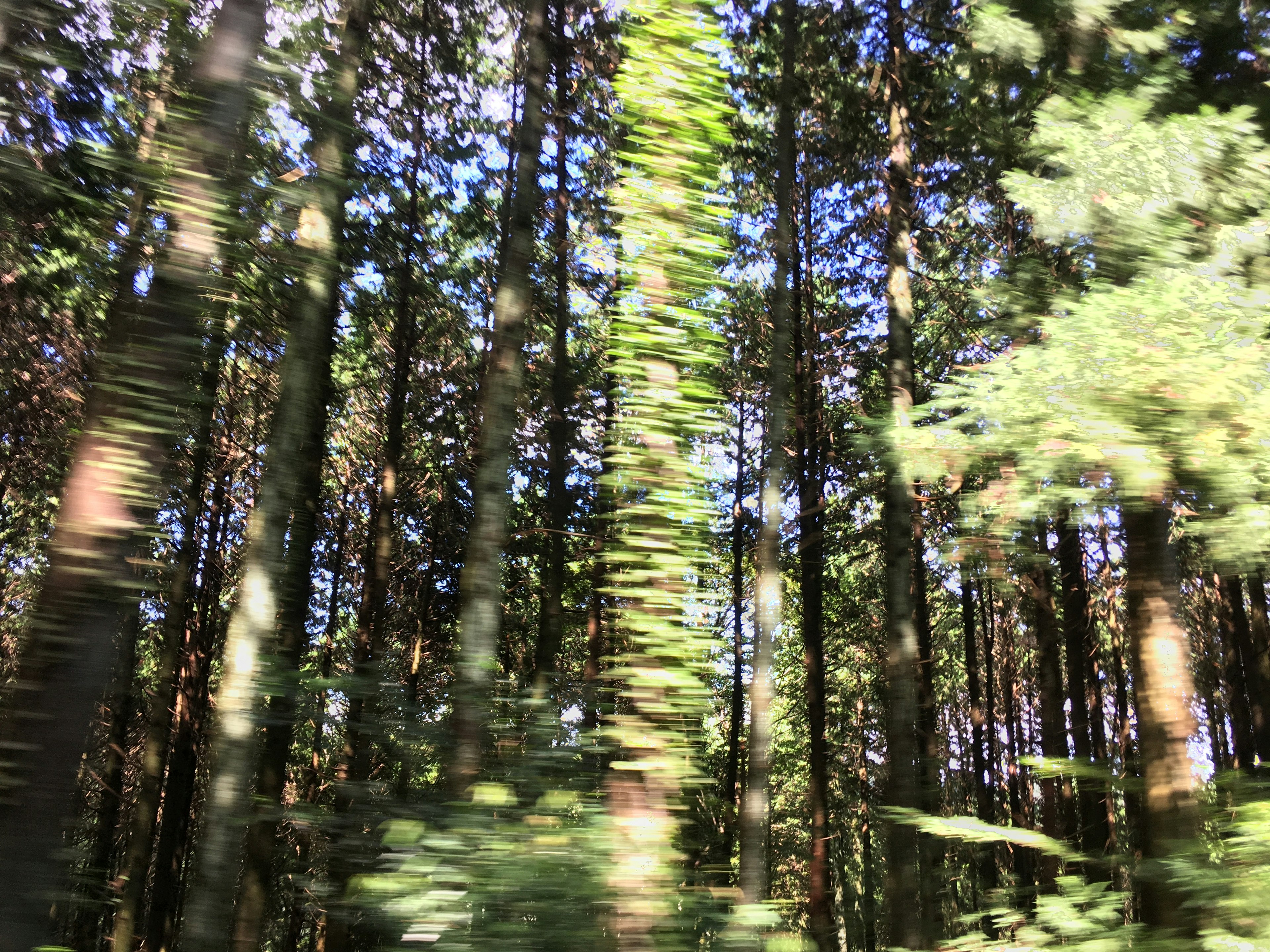 Vista borrosa de un bosque exuberante desde un vehículo en movimiento