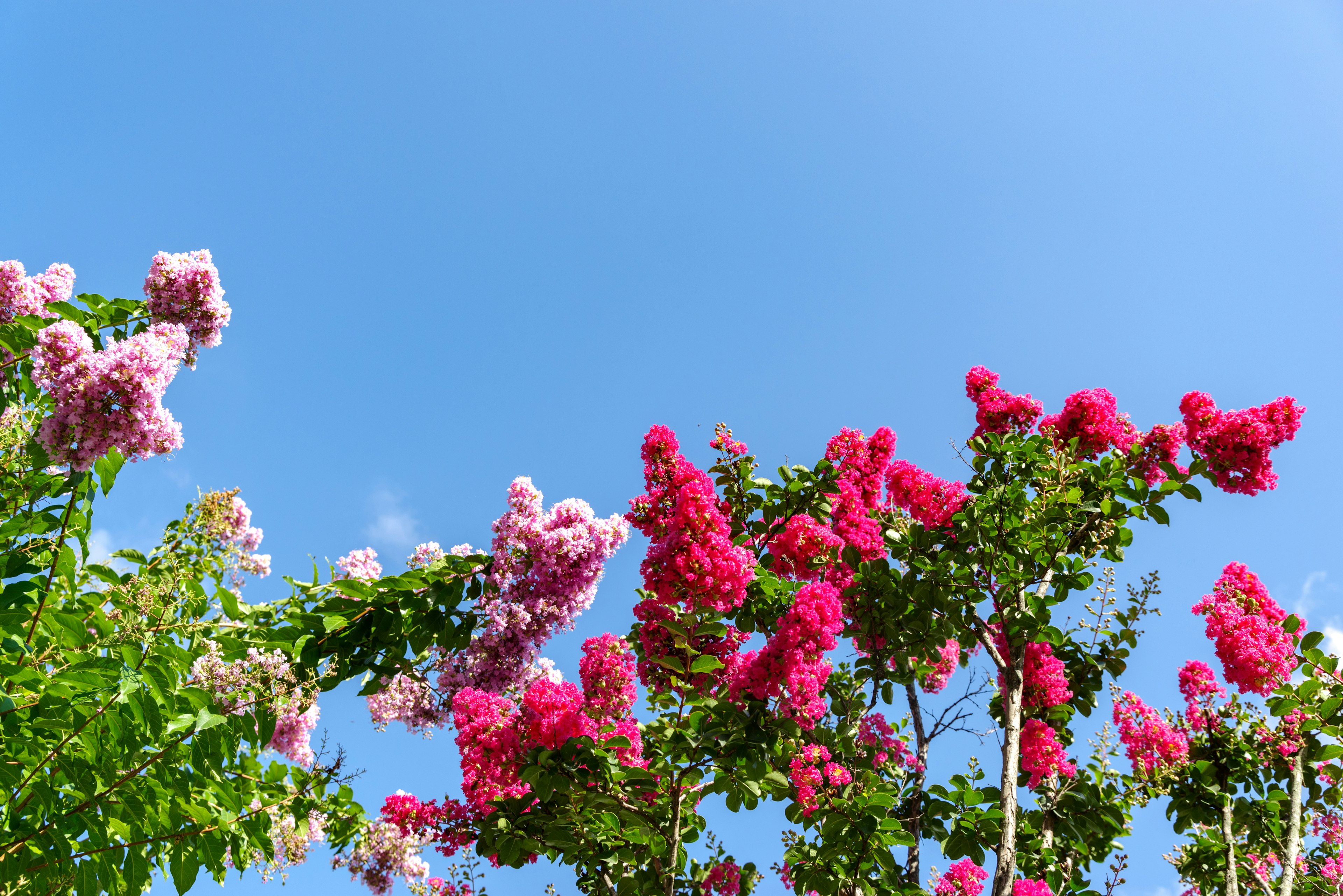 Flores coloridas floreciendo bajo un cielo azul