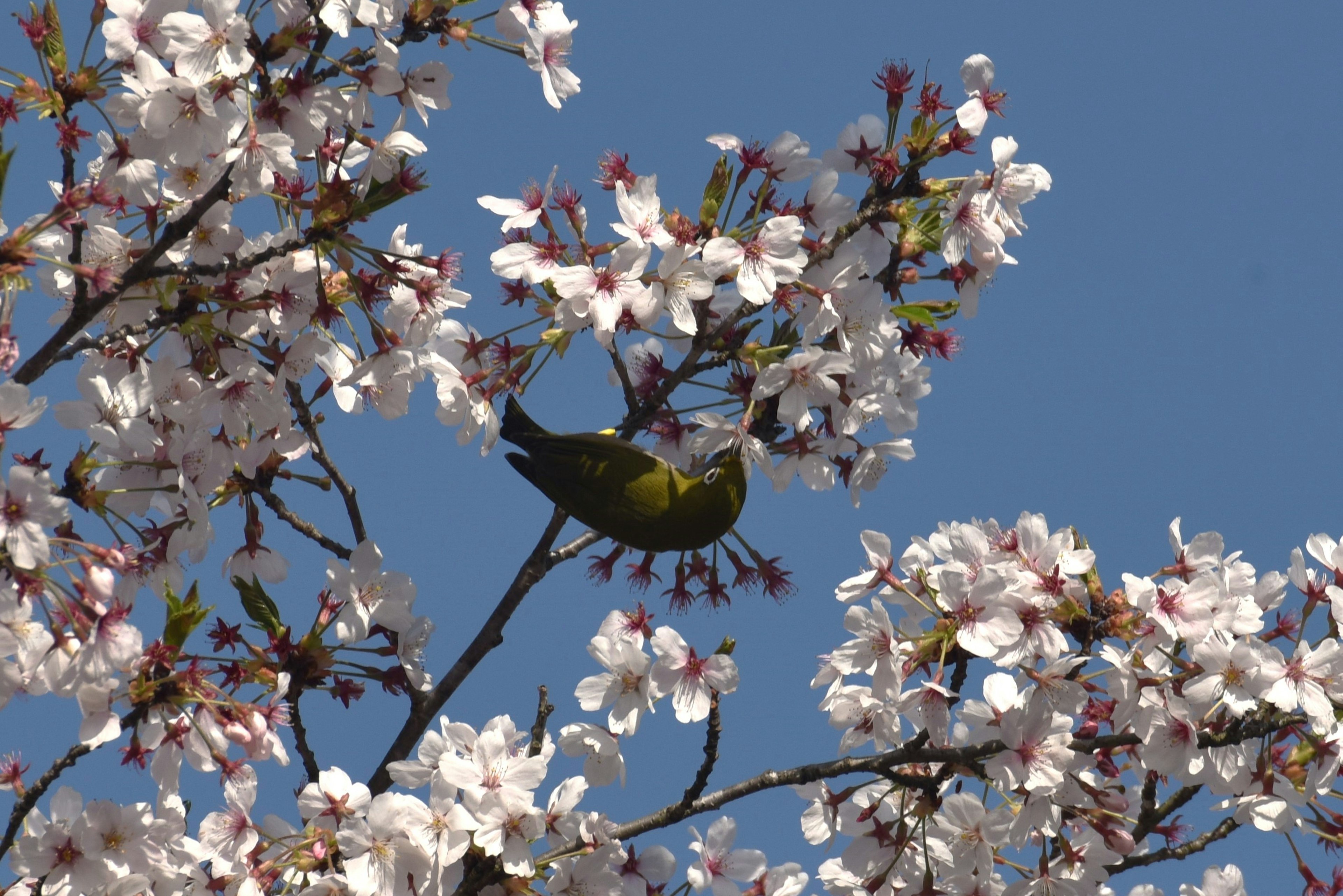 桜の花の中にいる小さな黄色い鳥青い空と白い花が印象的