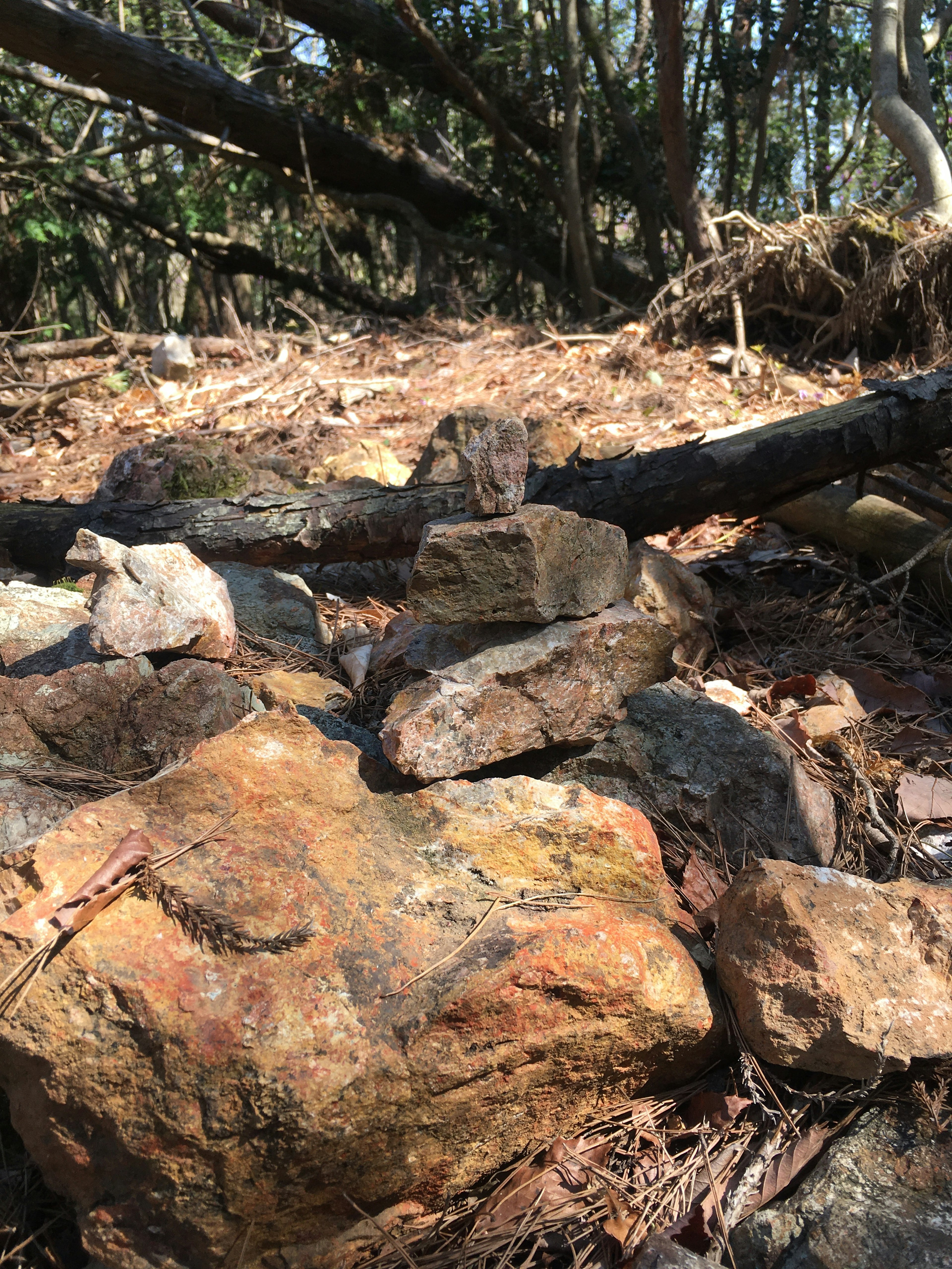 Forest scene featuring various rocks and fallen branches on the ground