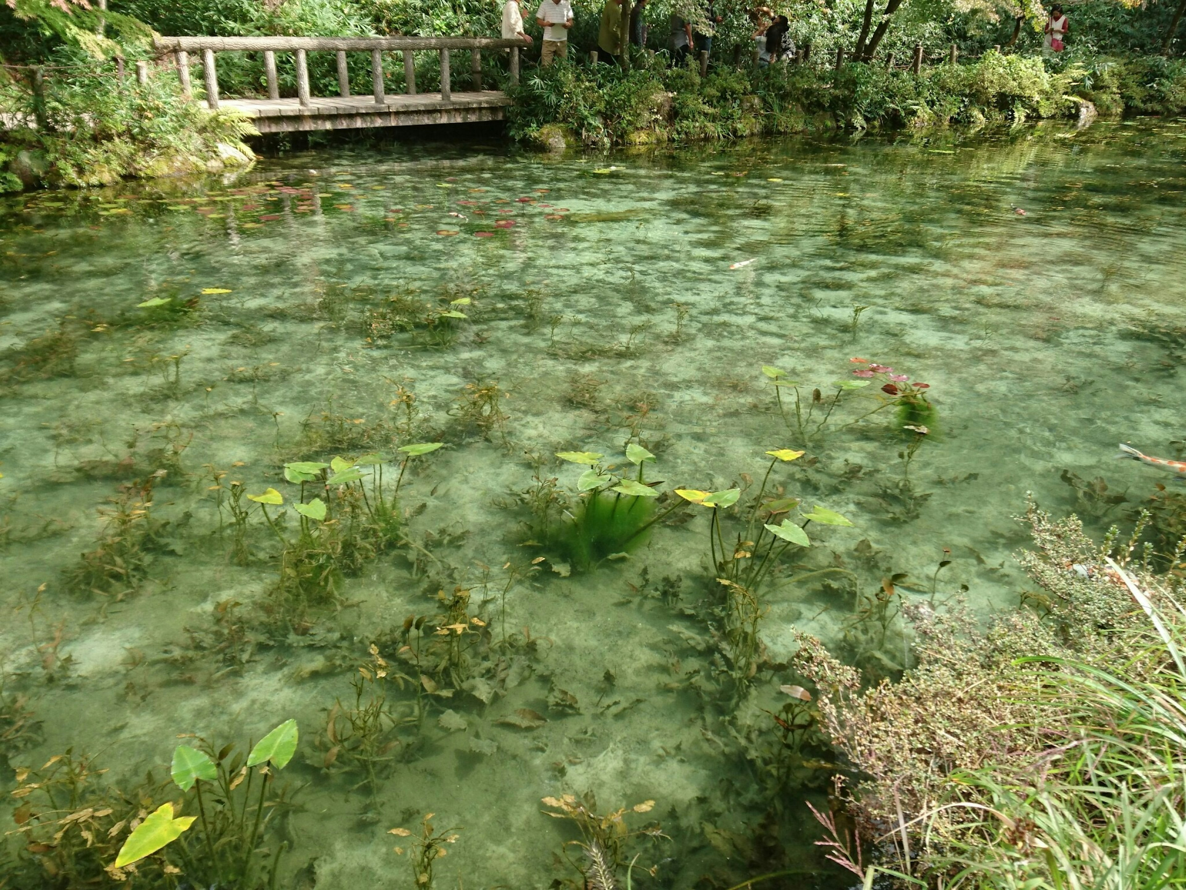 透明な水面に浮かぶ緑の植物と木製の橋