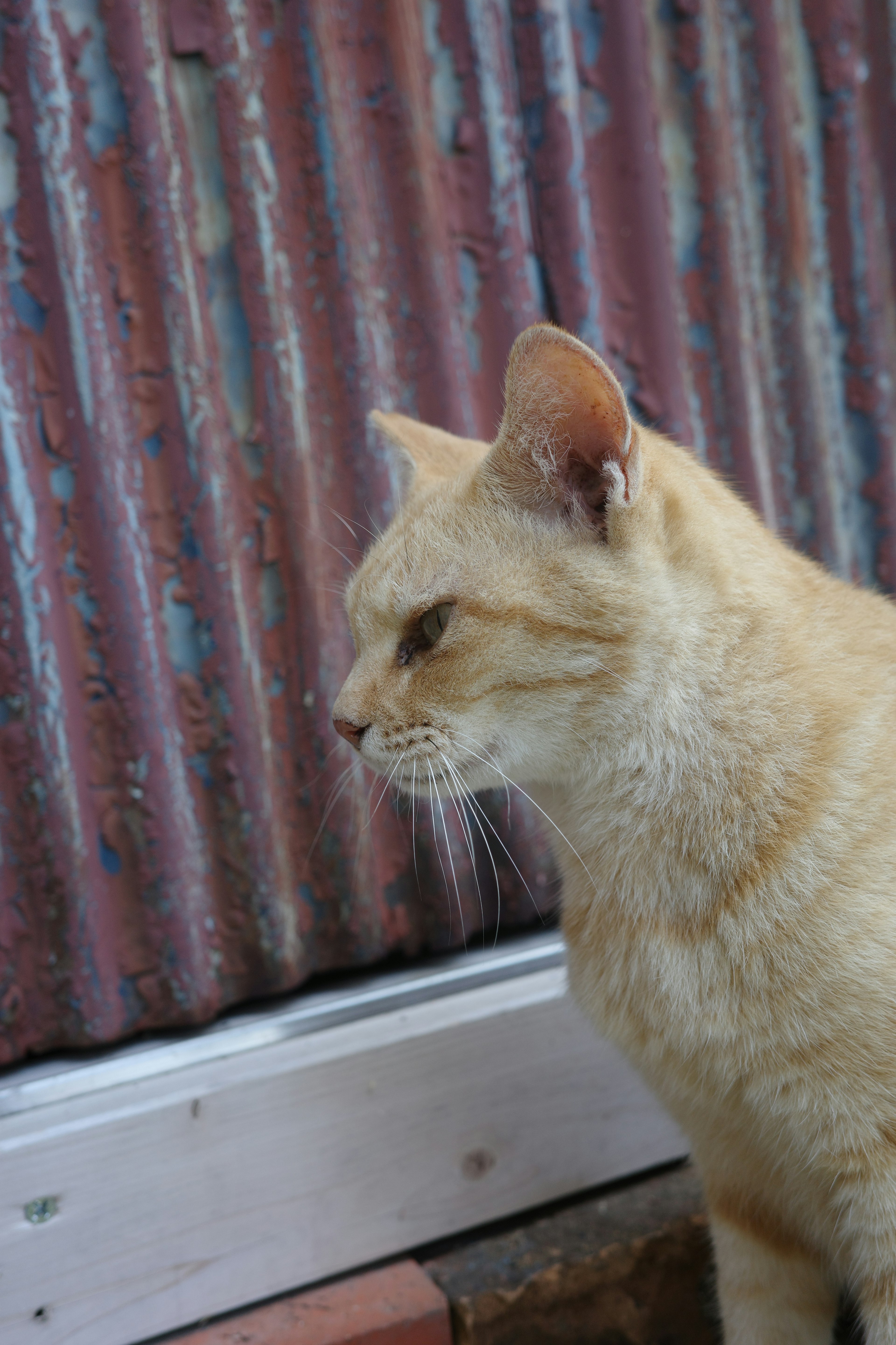 Orangefarbige Katze schaut zur Seite vor einem rostigen Metallhintergrund