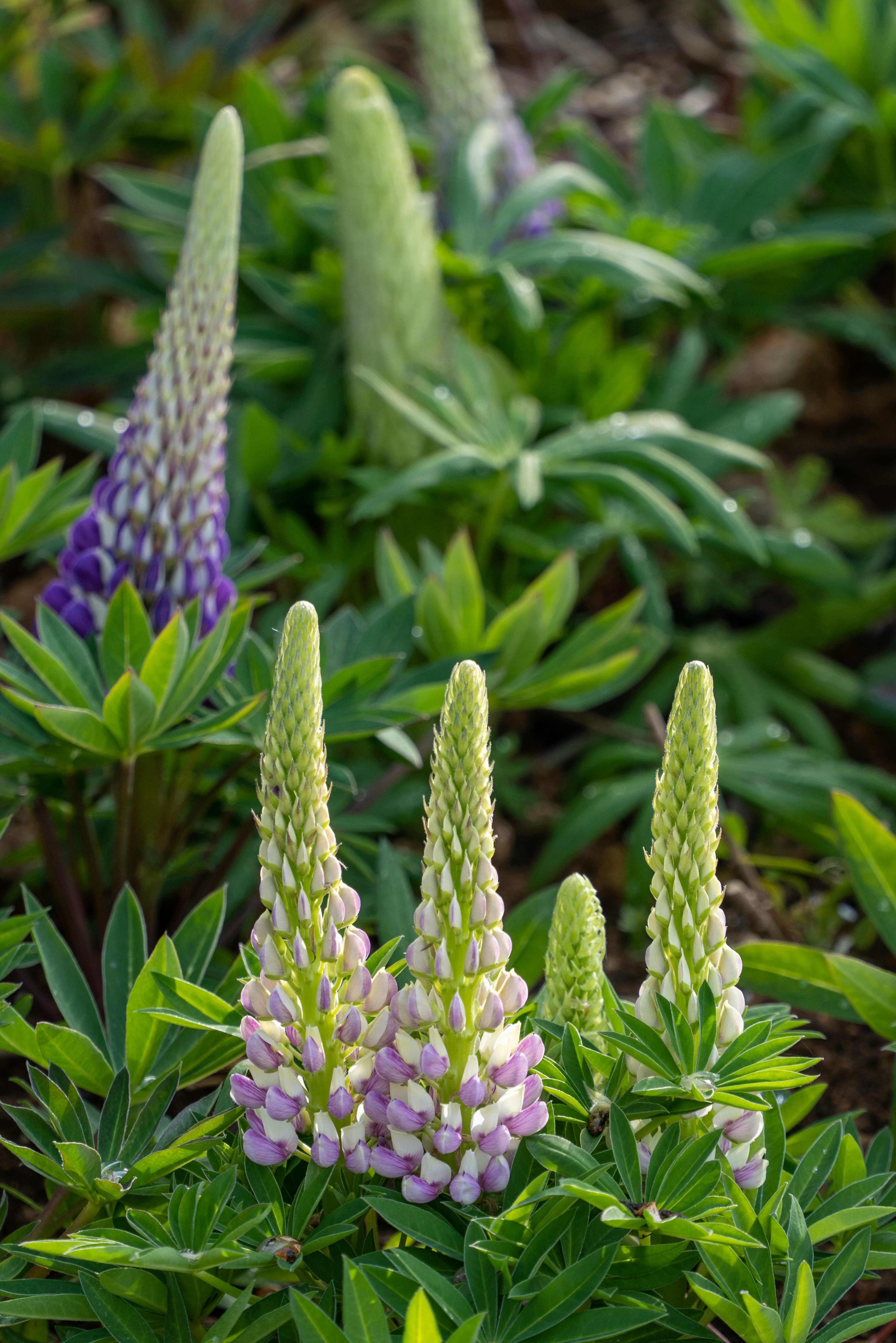 Spighe di lupino in fogliame verde con sfumature di viola e verde