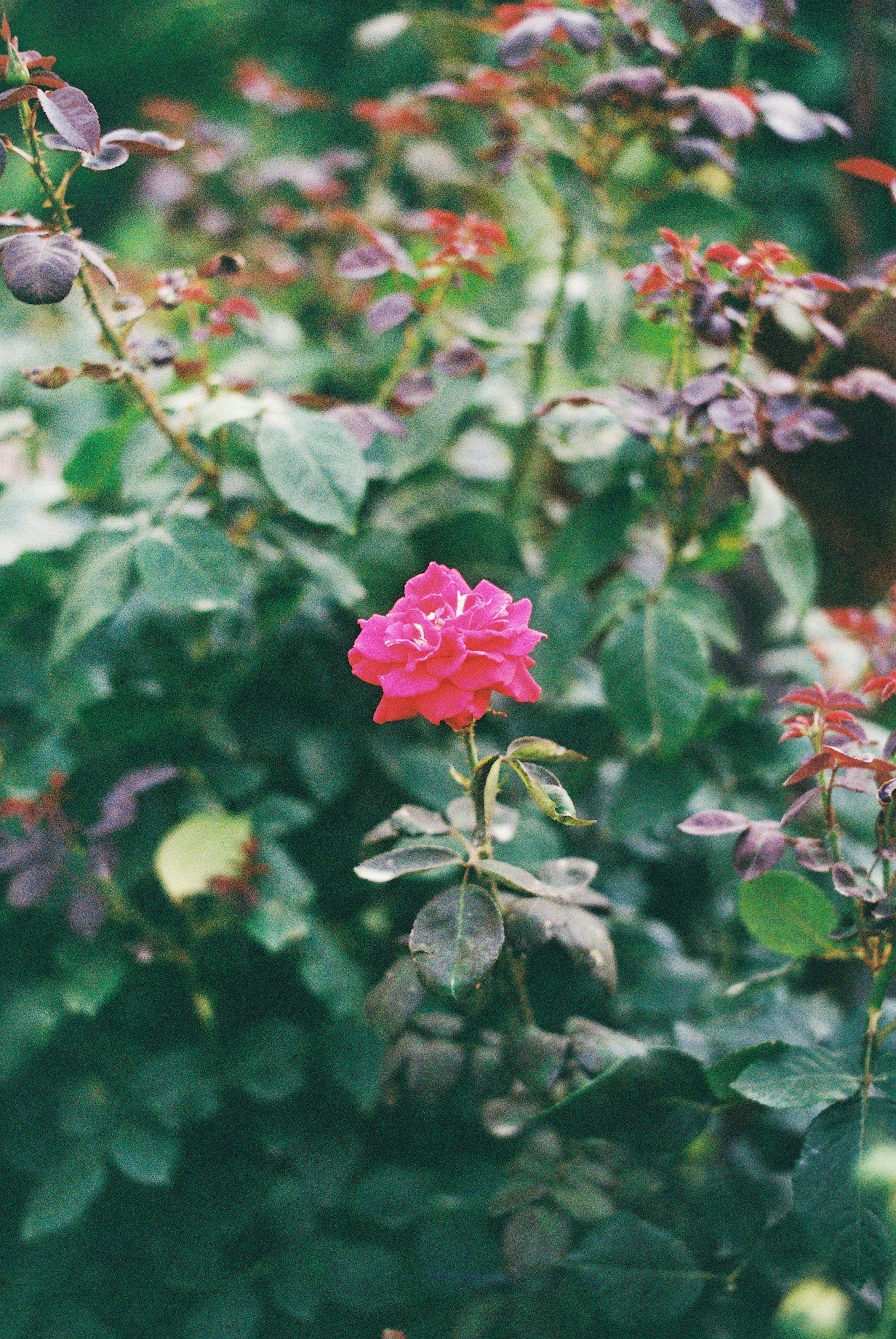 A vibrant pink rose surrounded by green leaves and dark red foliage