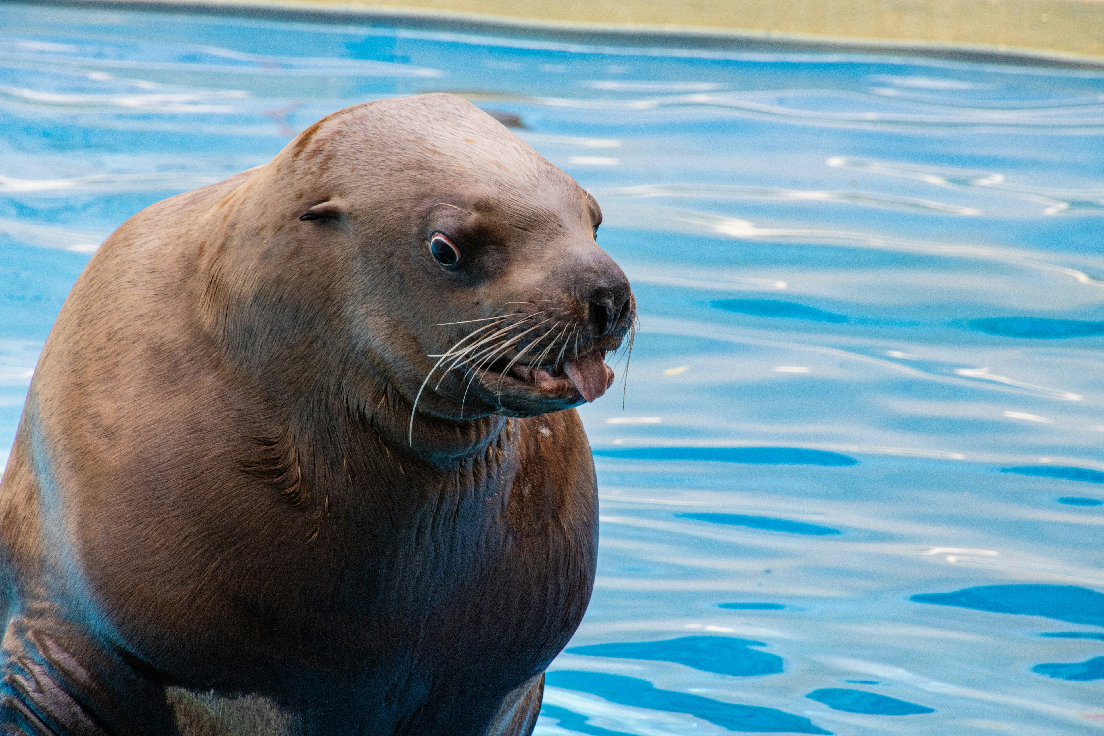 Primer plano de una foca en el agua con ojos agudos y pelaje rico