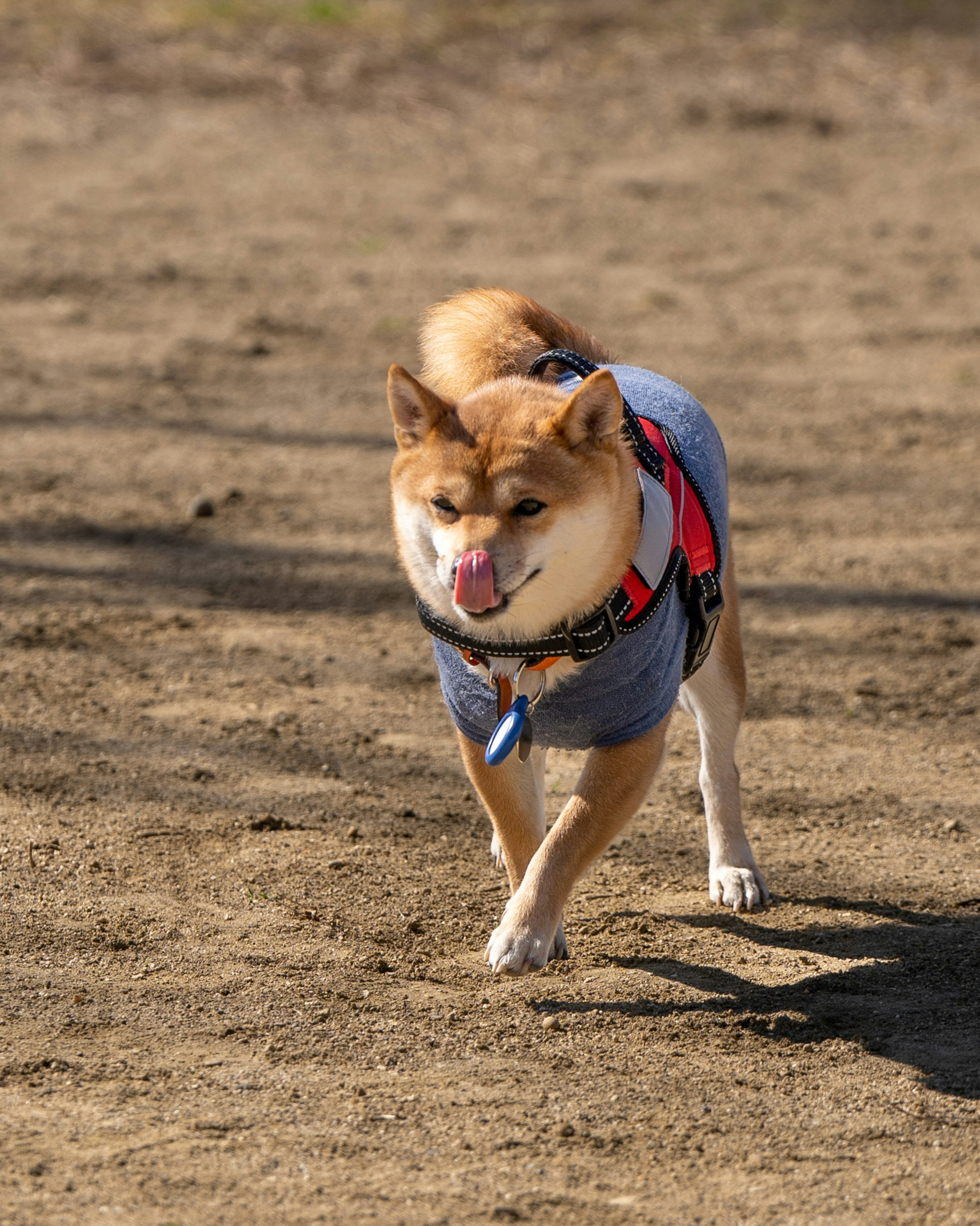 Shiba Inu marrone che corre liberamente indossando un'imbracatura