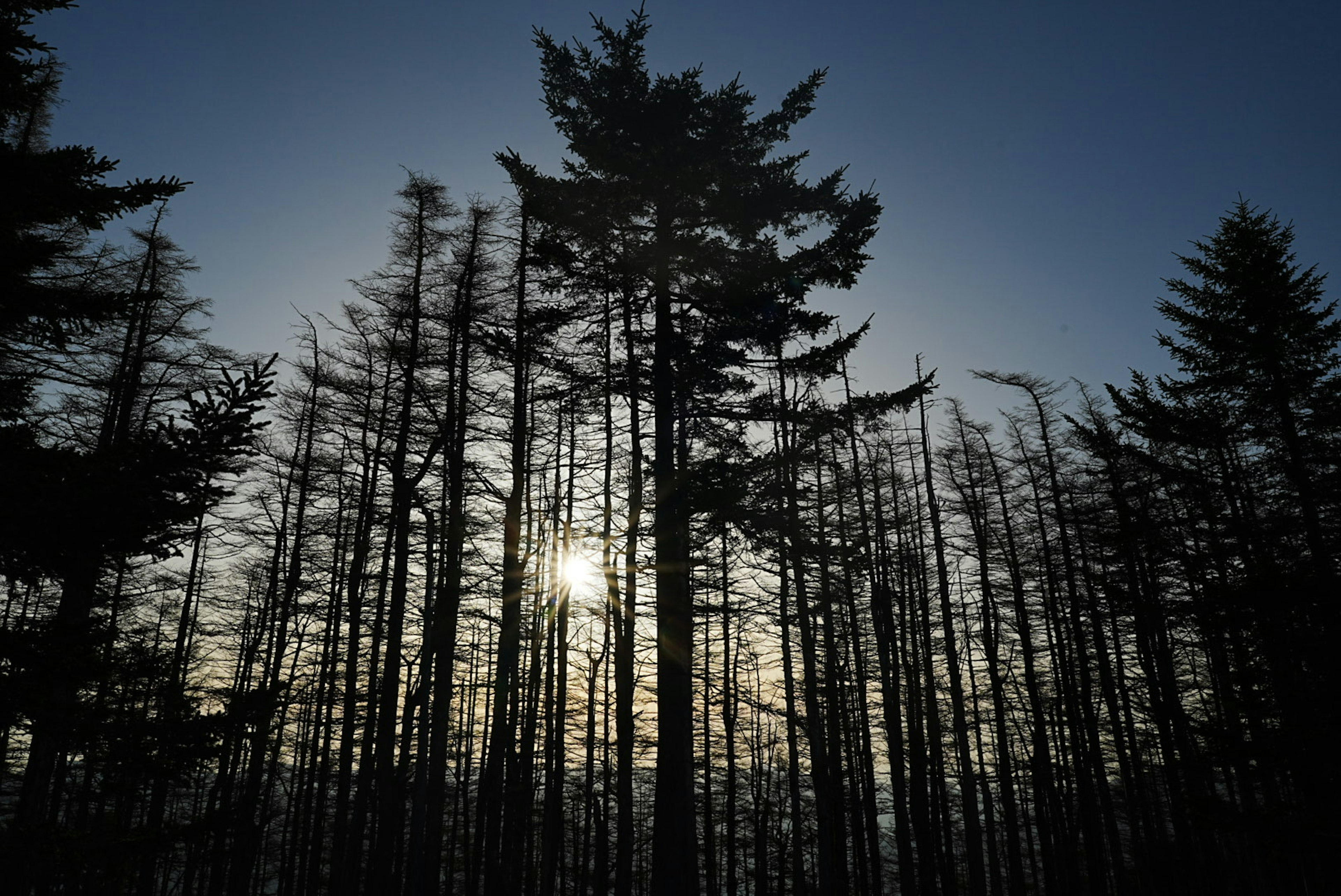 Silhouette di alti alberi in una foresta al crepuscolo con un sole luminoso sullo sfondo