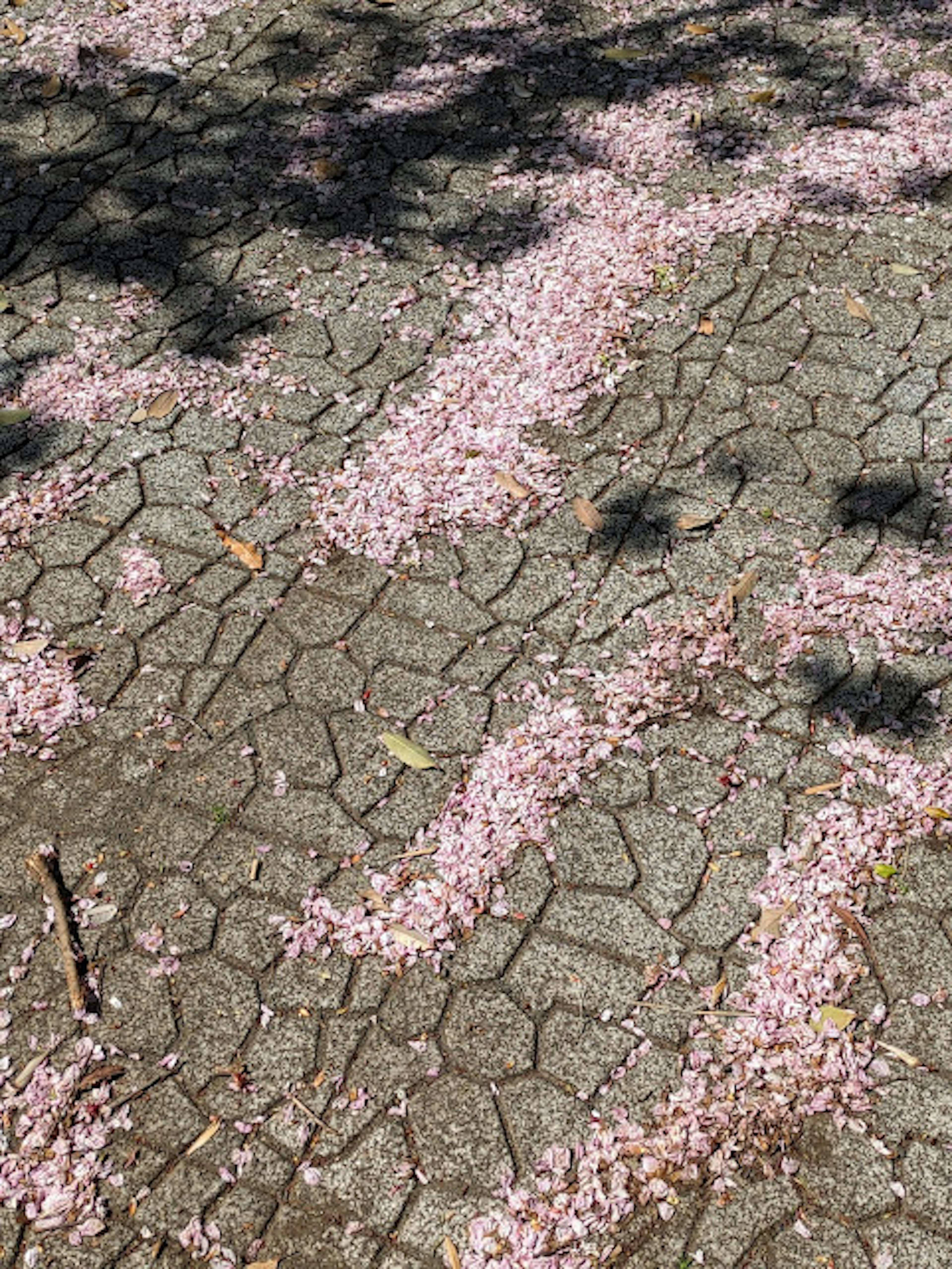 Ein Gehweg, der mit gefallenen Kirschblütenblättern bedeckt ist