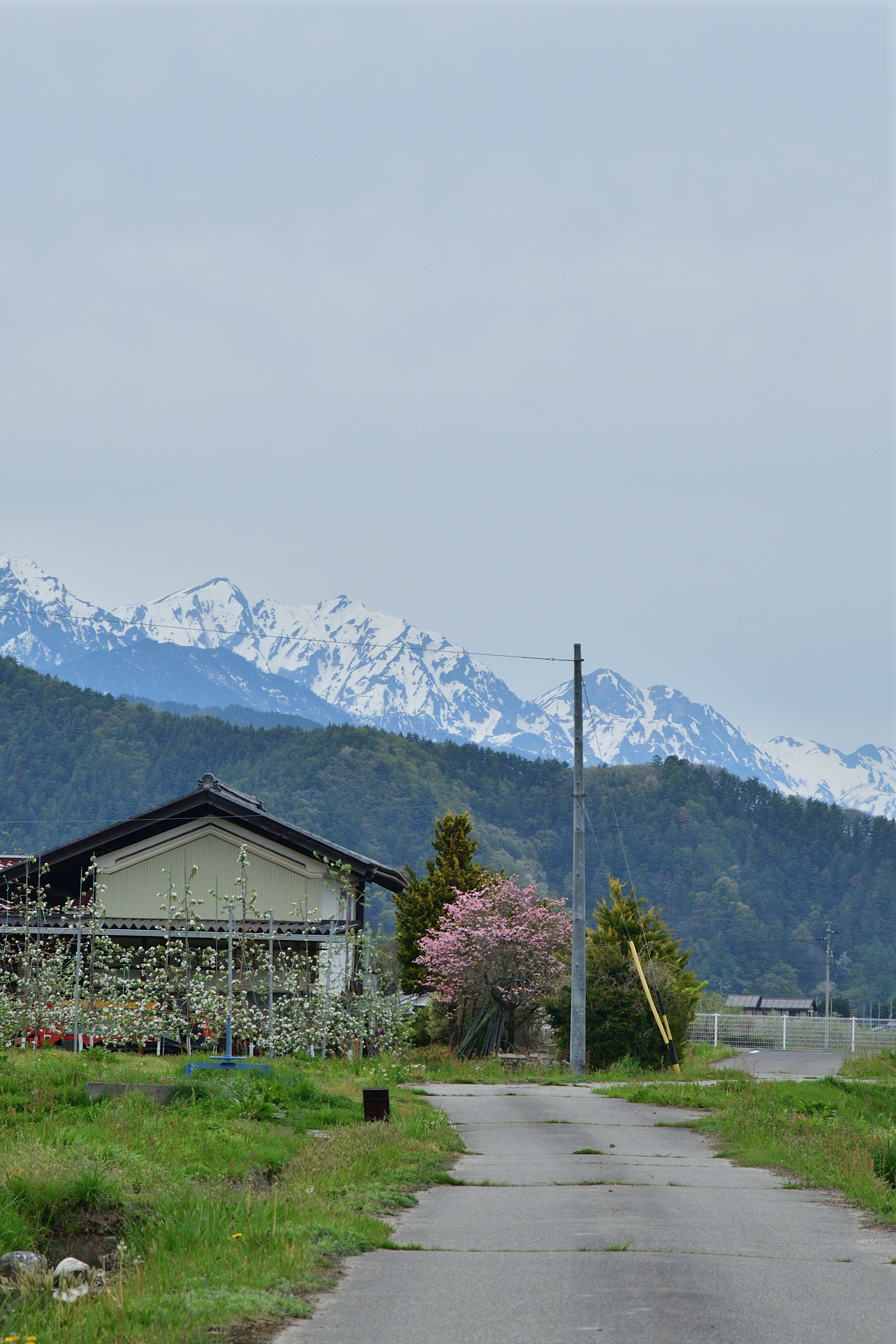 Route rurale avec un cerisier et des montagnes enneigées