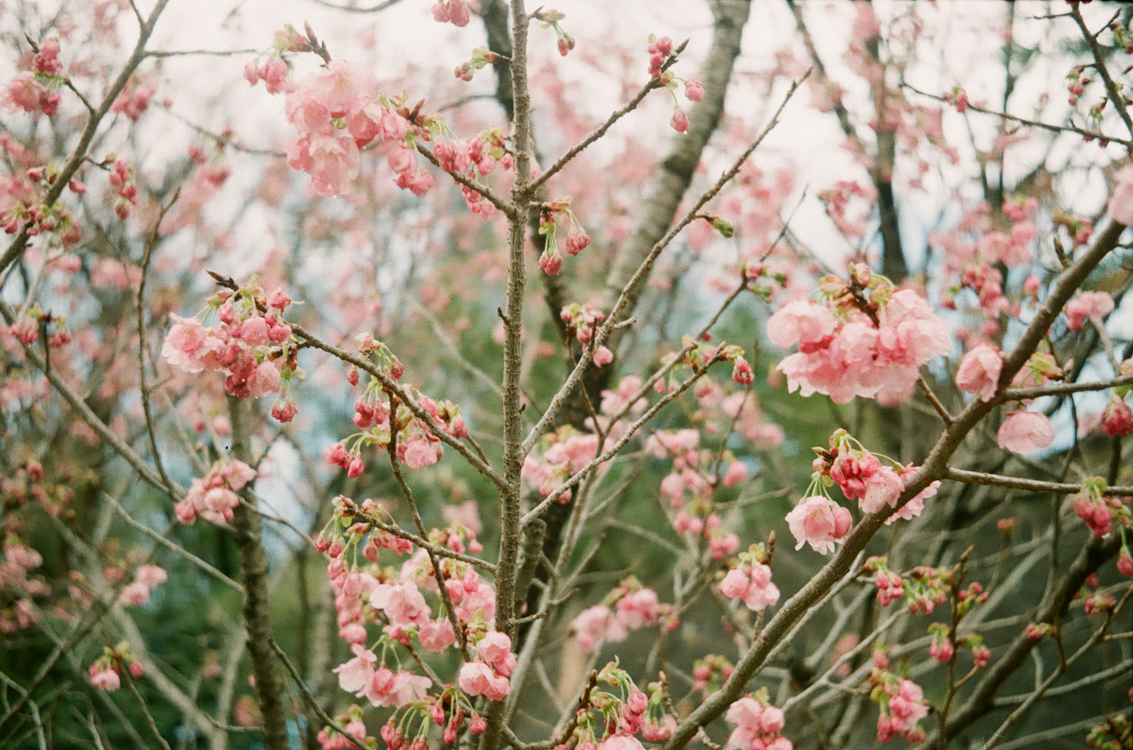 Nahaufnahme von Kirschblütenbäumen mit rosa Blüten