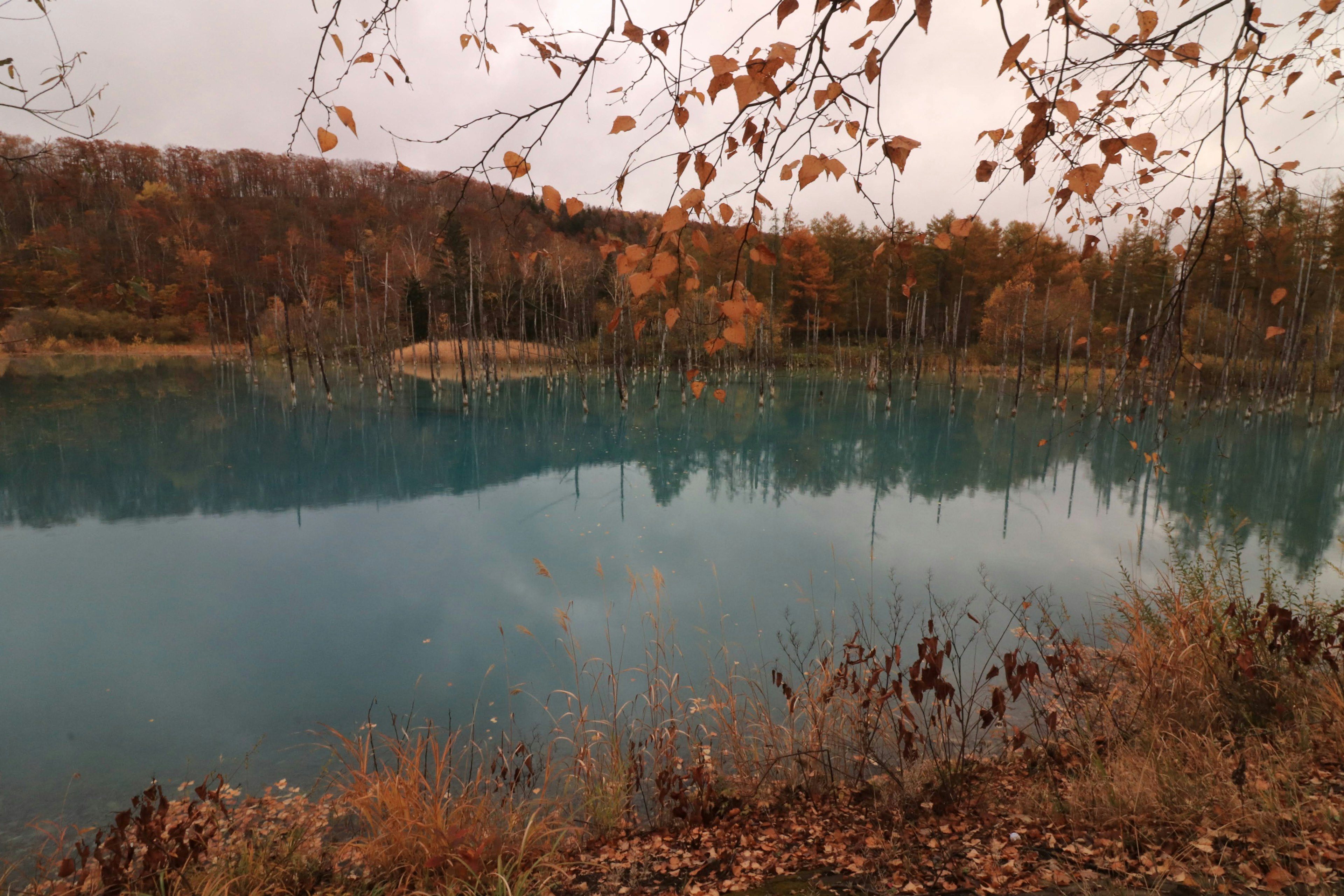 Lac serein reflétant les feuilles et les arbres d'automne