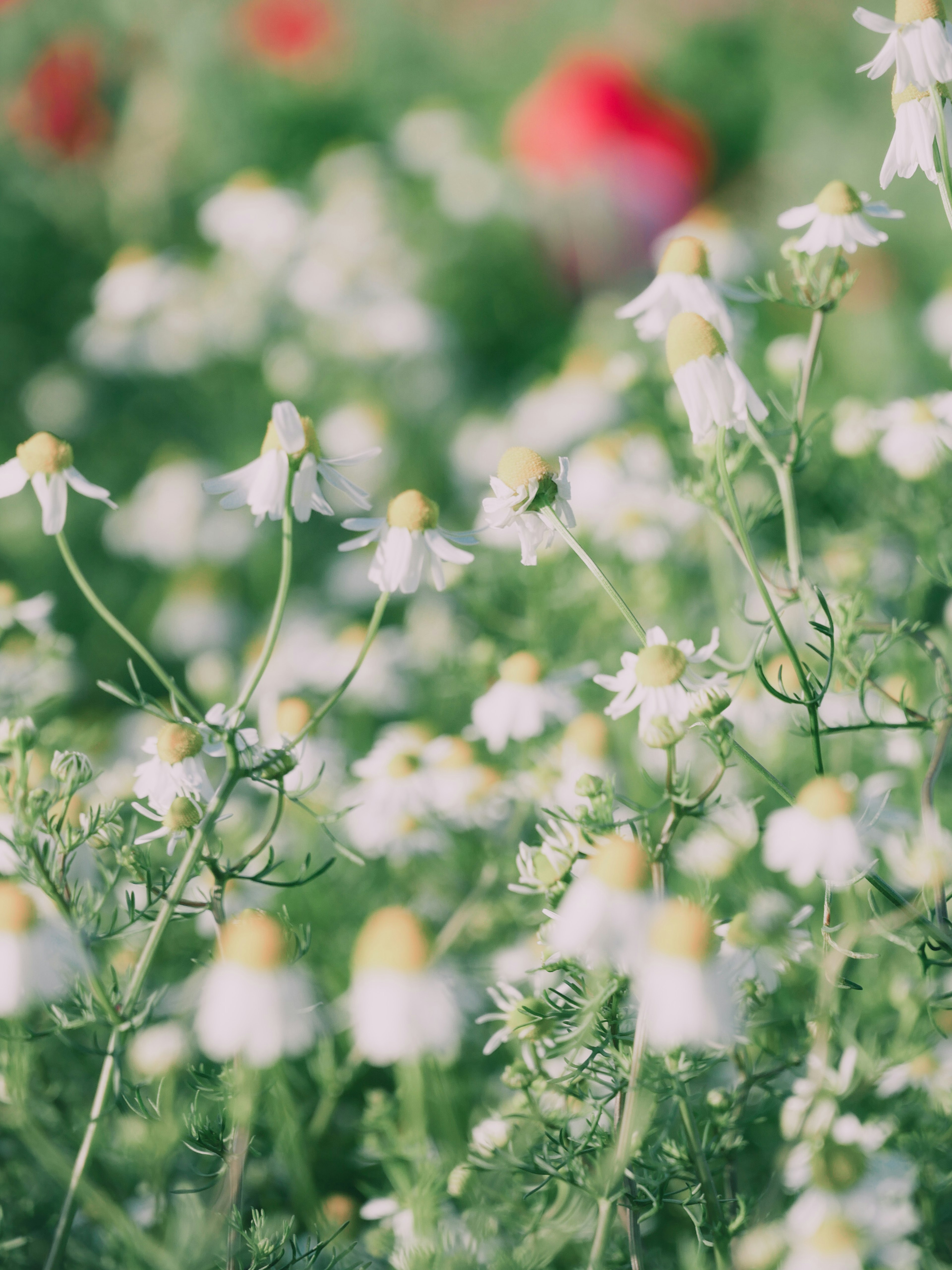 Campo de flores blancas con hojas verdes desenfocadas