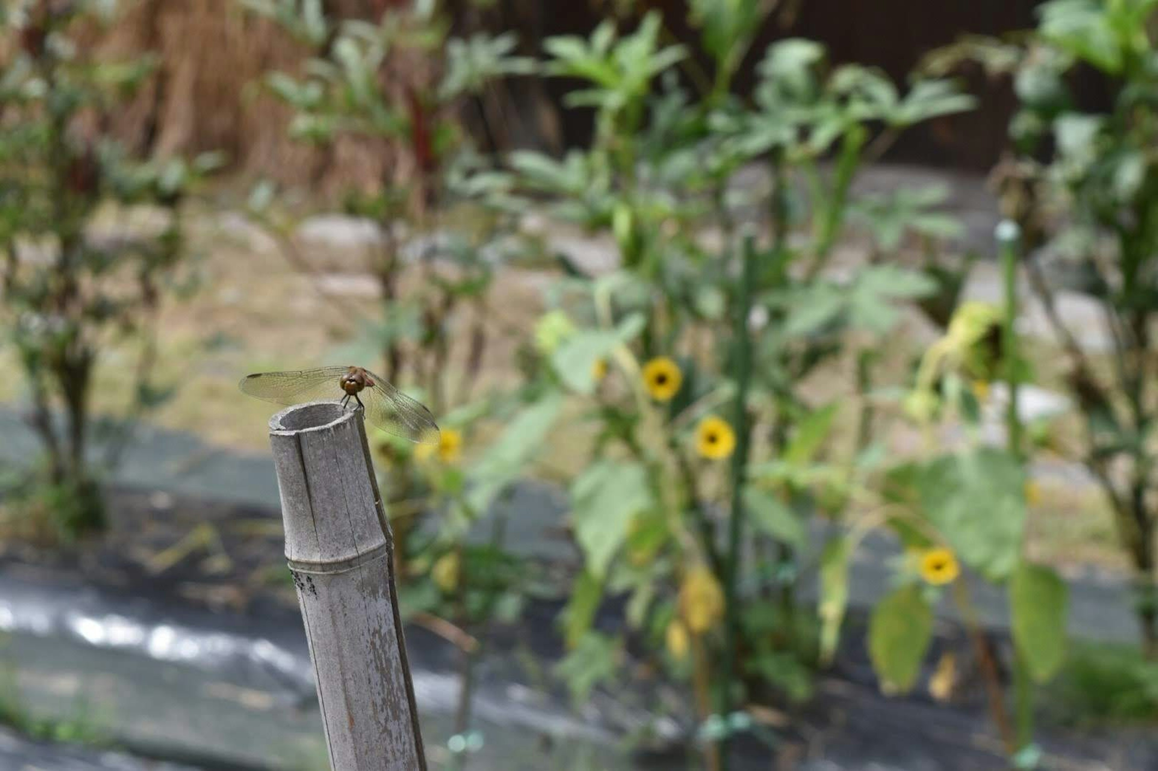 竹の棒の先に小さな昆虫が止まっている背景に緑の植物とひまわりの花が見える