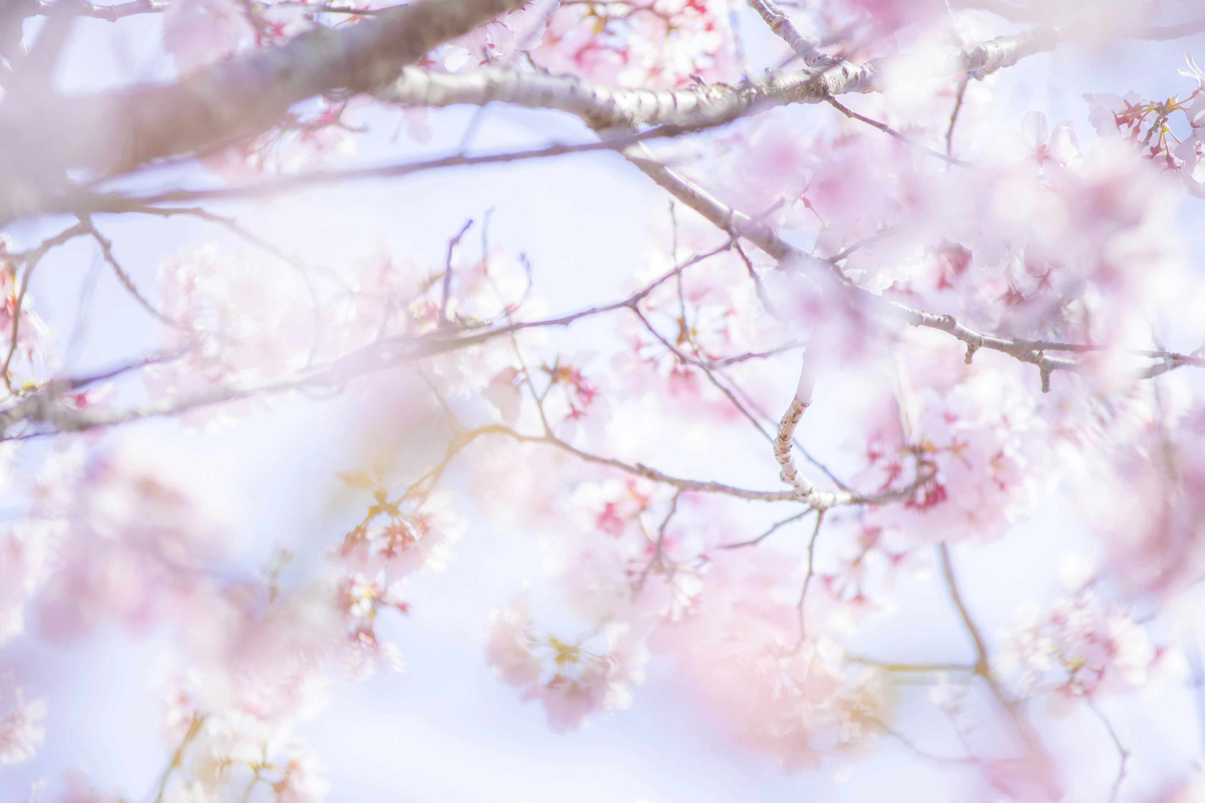 Close-up of cherry blossom branches with soft pink flowers