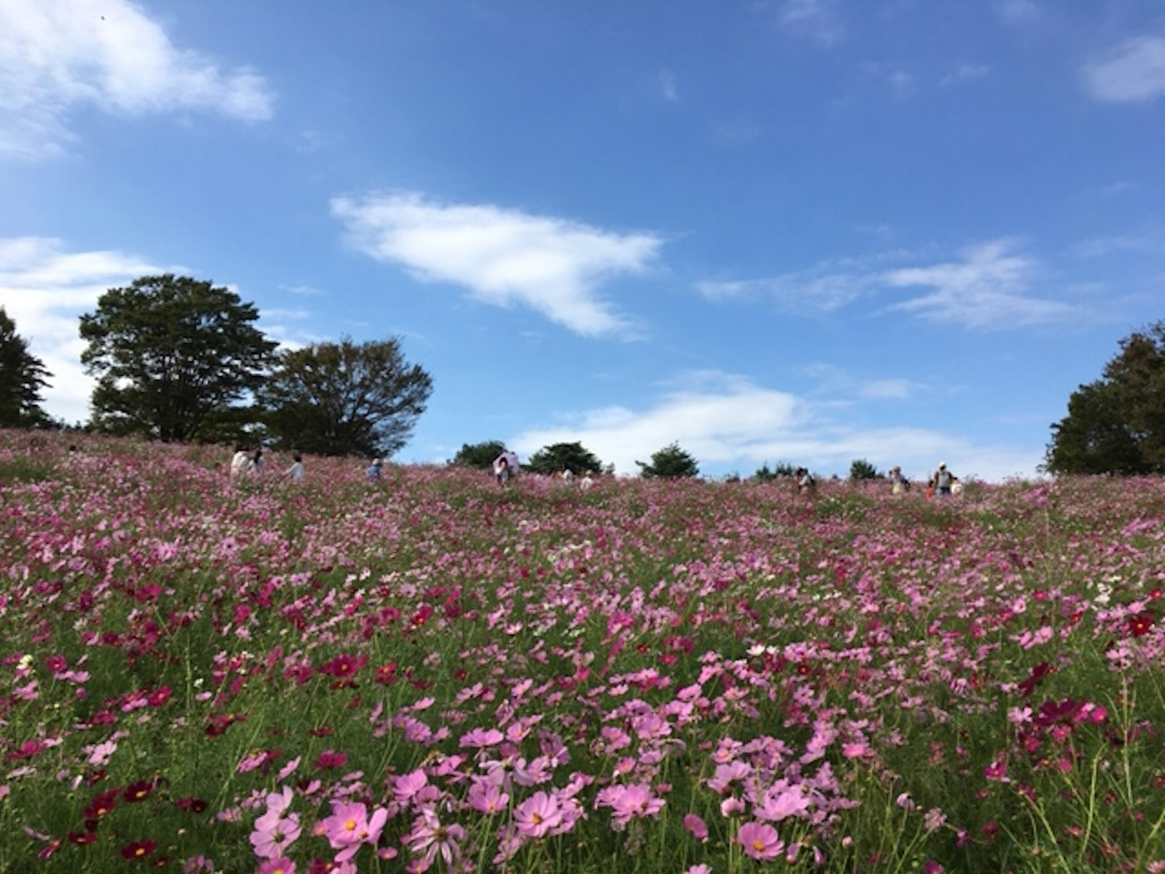 青空の下に広がる色とりどりの花畑