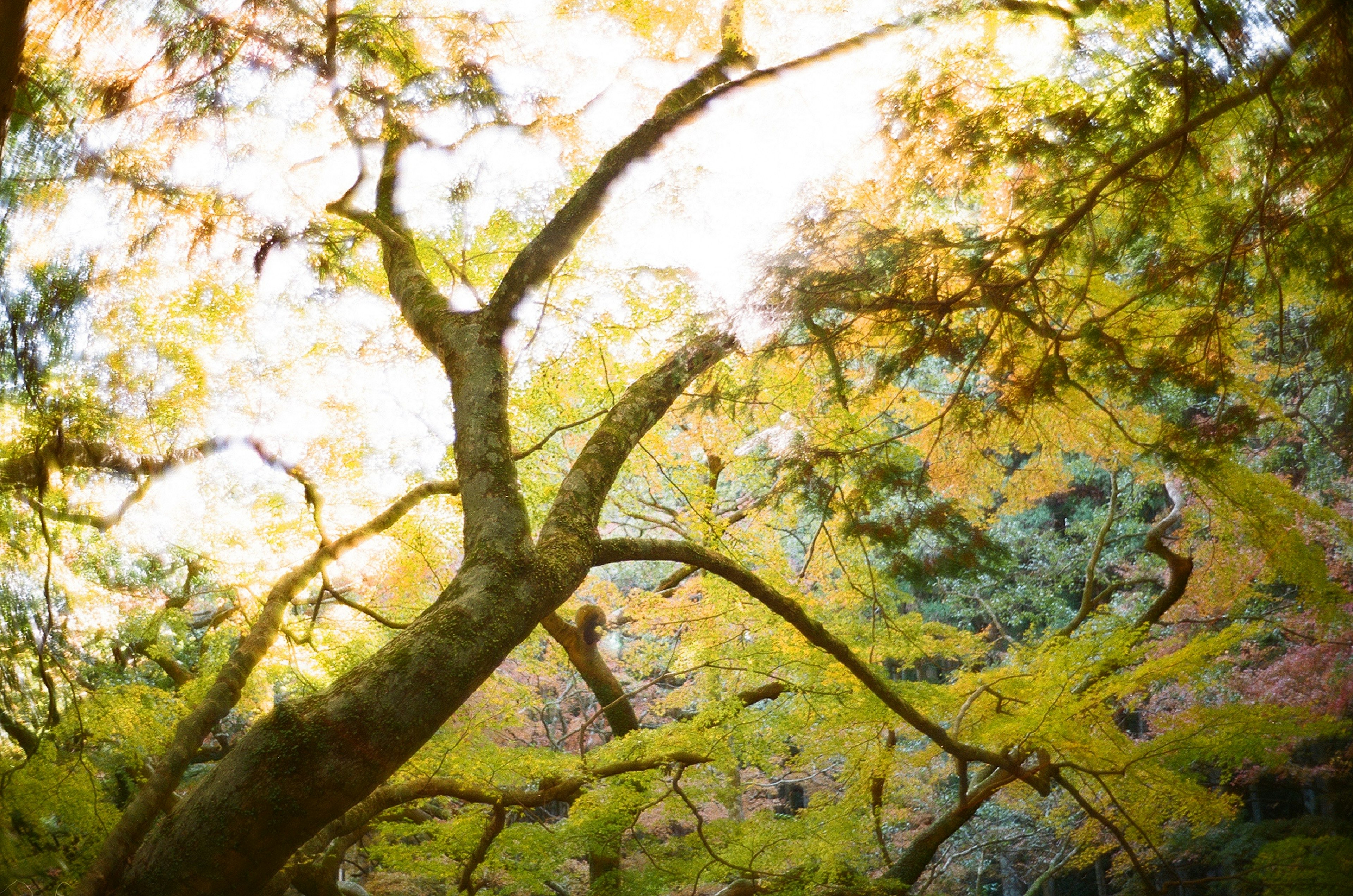 Branches d'un arbre avec des feuilles d'automne dans une lumière douce