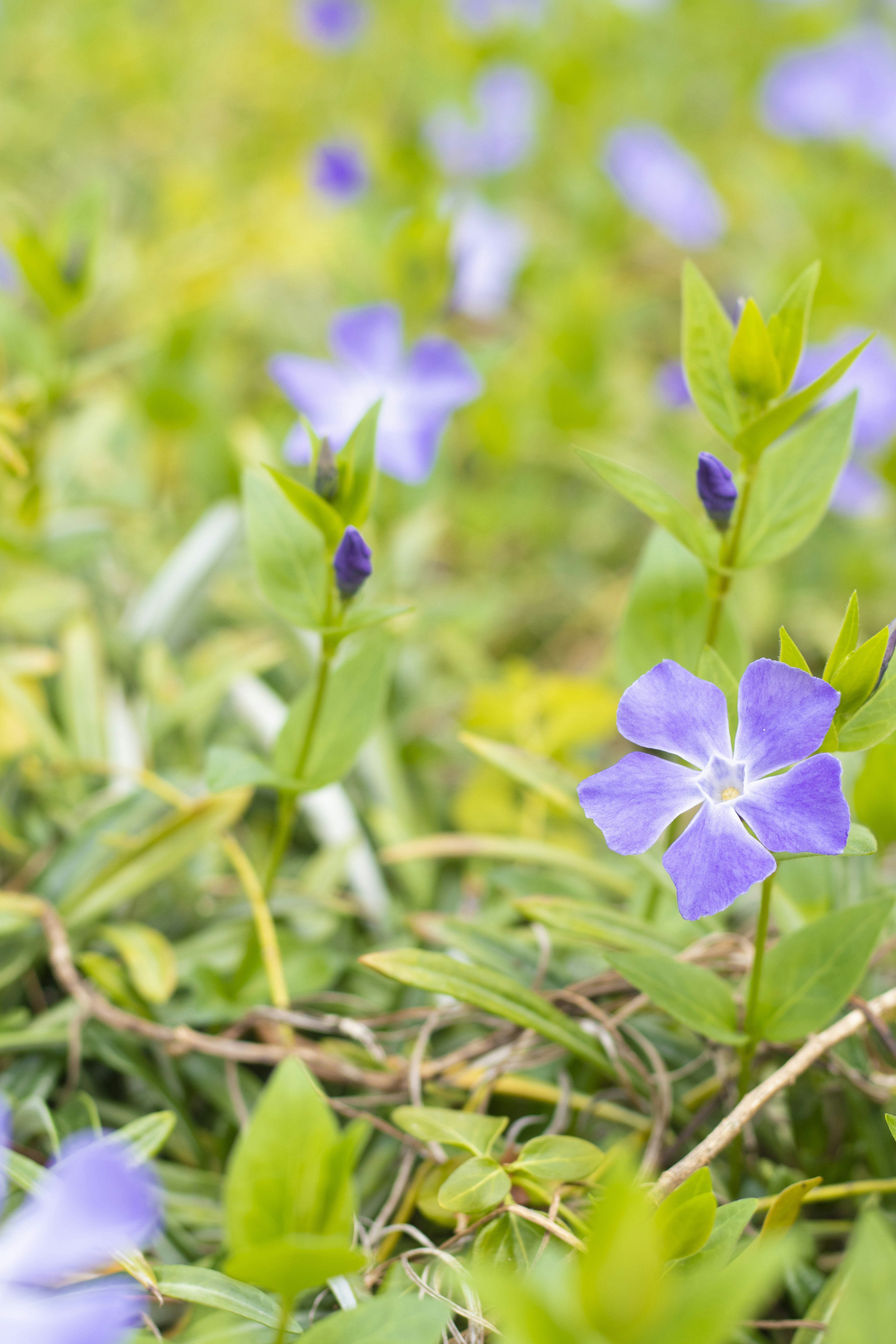 Primer plano de flores moradas con hojas verdes en el césped