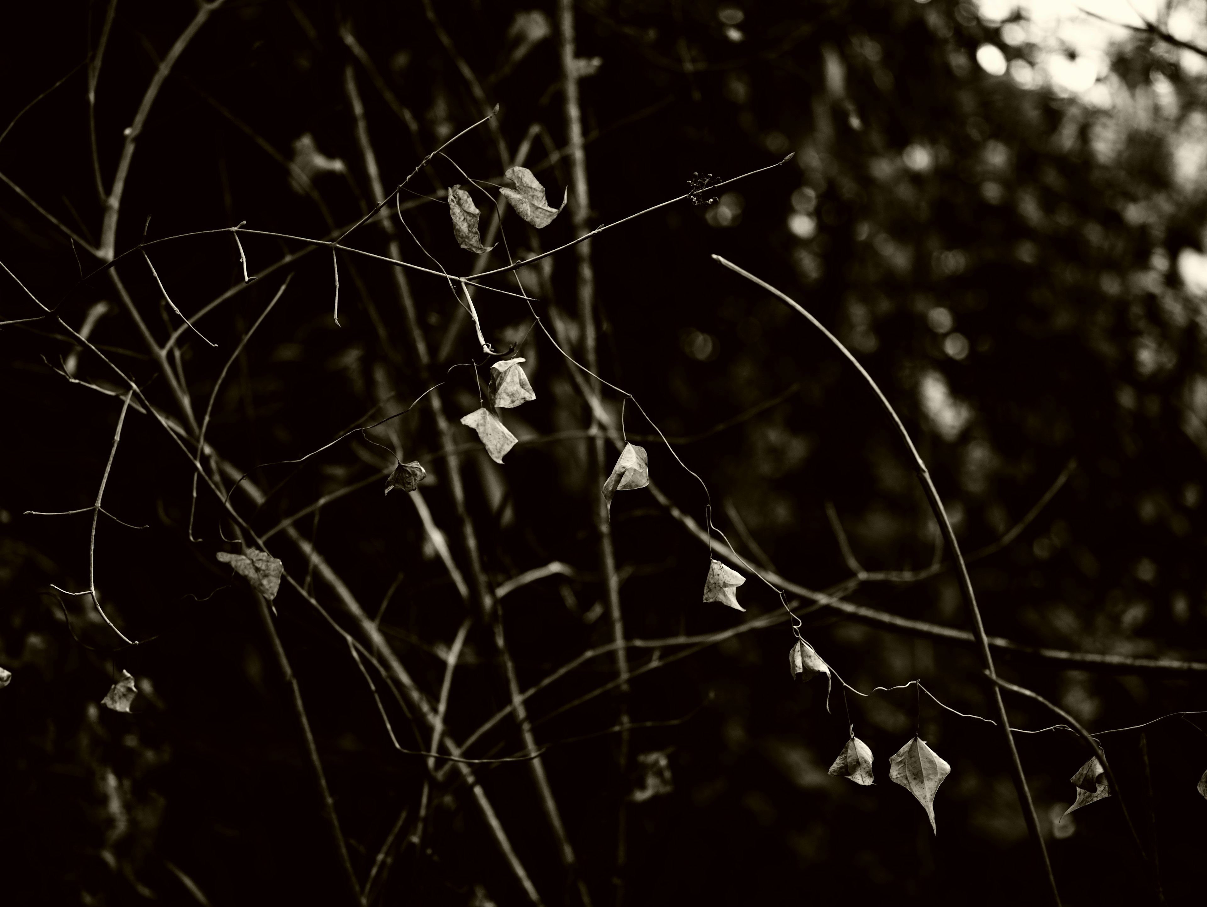 Image of thin branches with dried leaves against a dark background