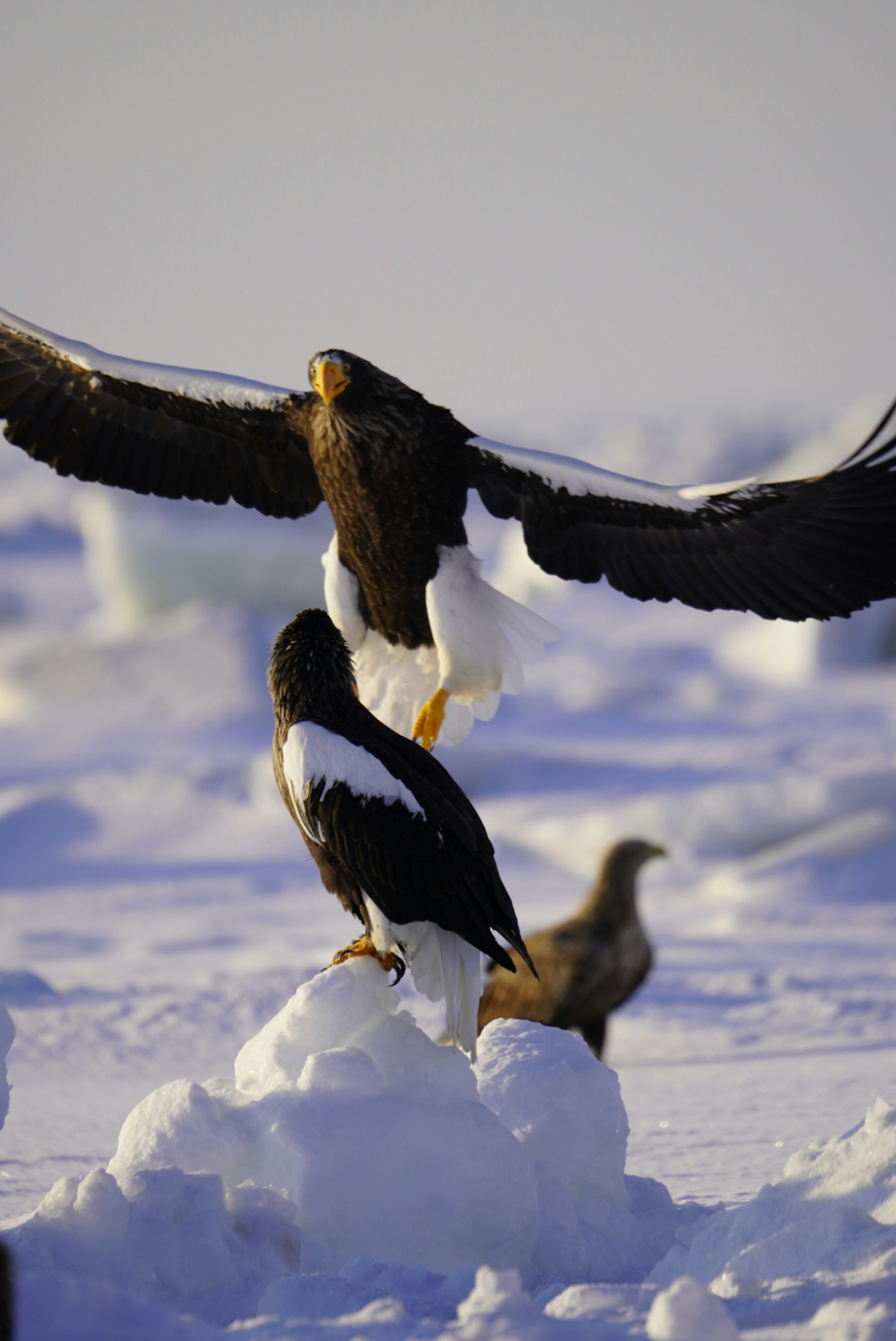 Une scène avec deux aigles sur la neige et un aigle prenant son envol