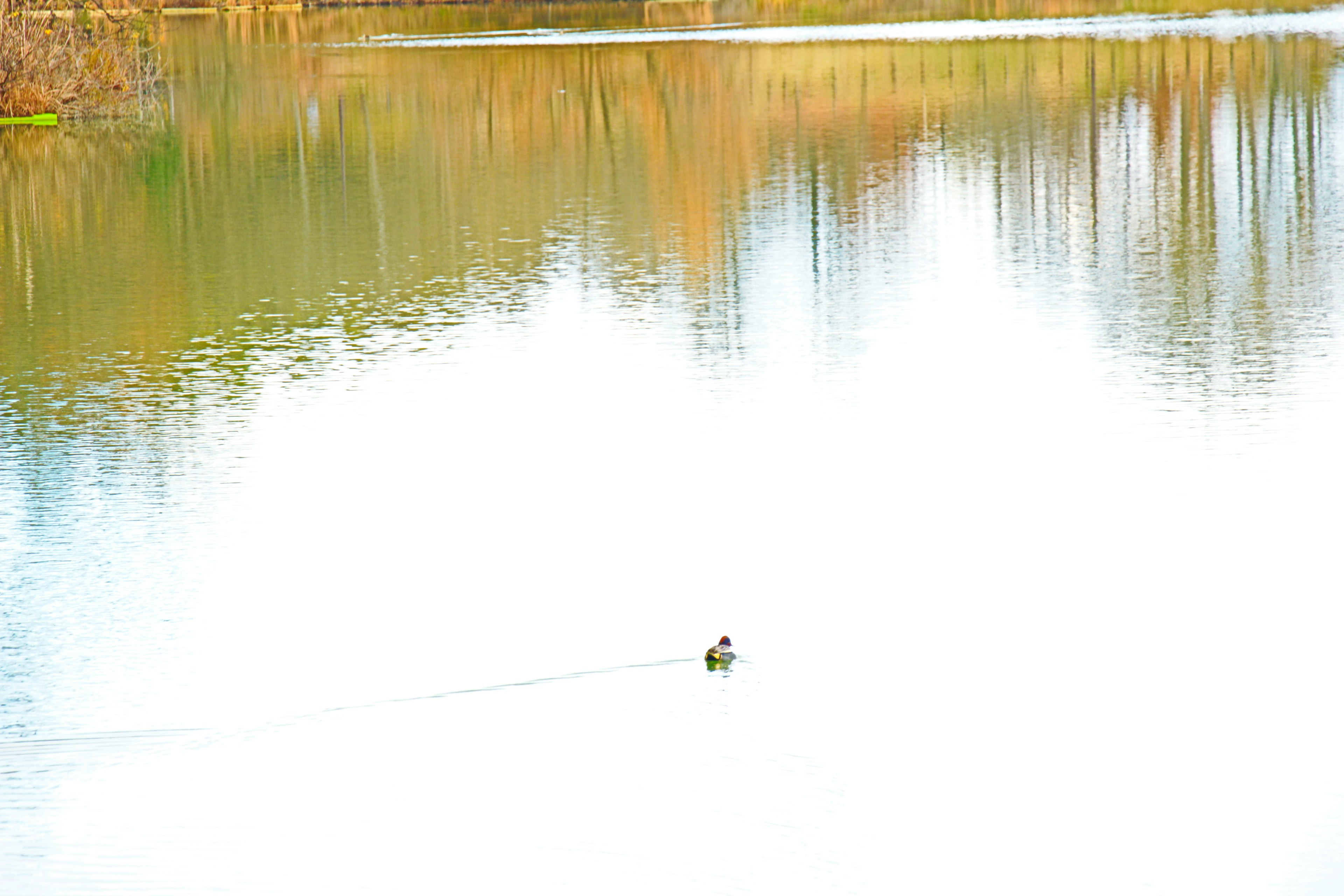 Seekor bebek meluncur di danau yang tenang dengan refleksi lembut