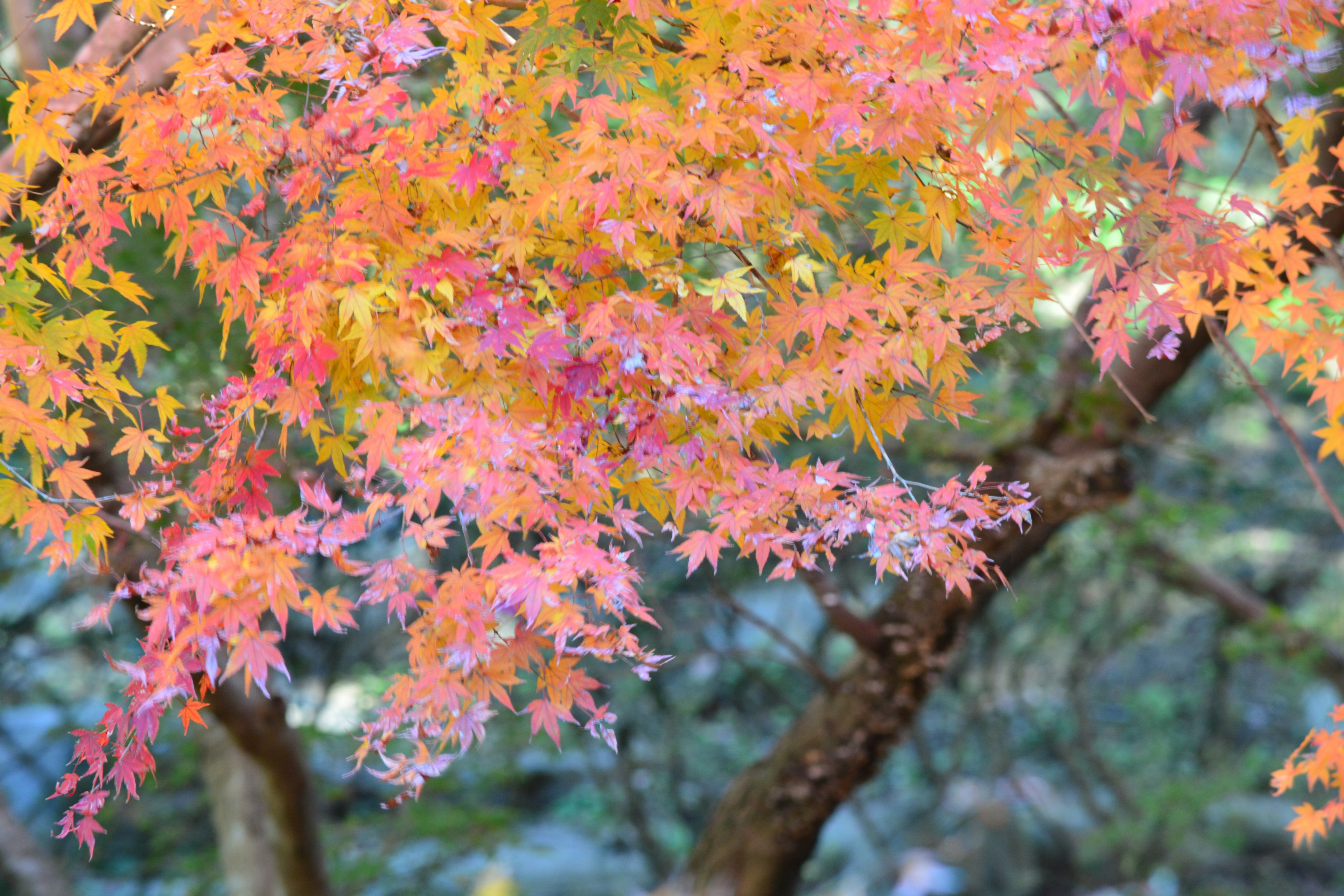 Daun maple berwarna-warni di musim gugur