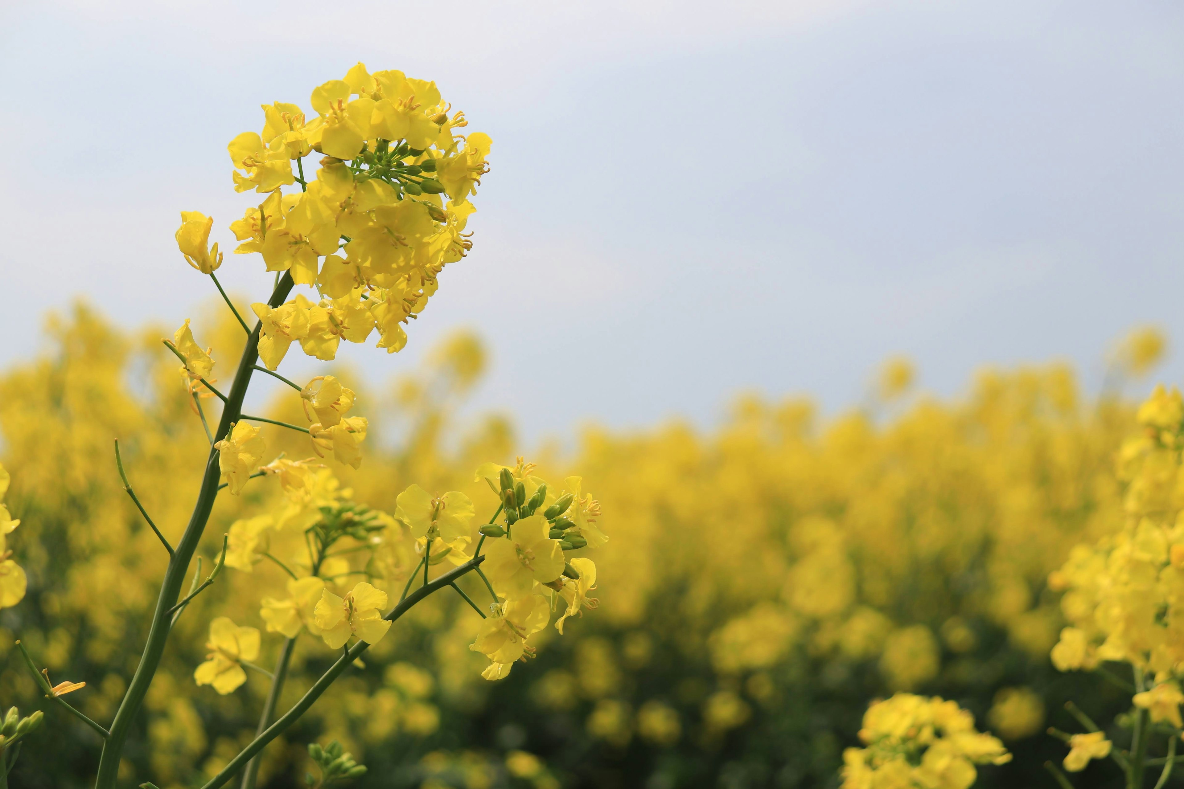 Ladang luas dengan bunga rapeseed kuning yang mekar