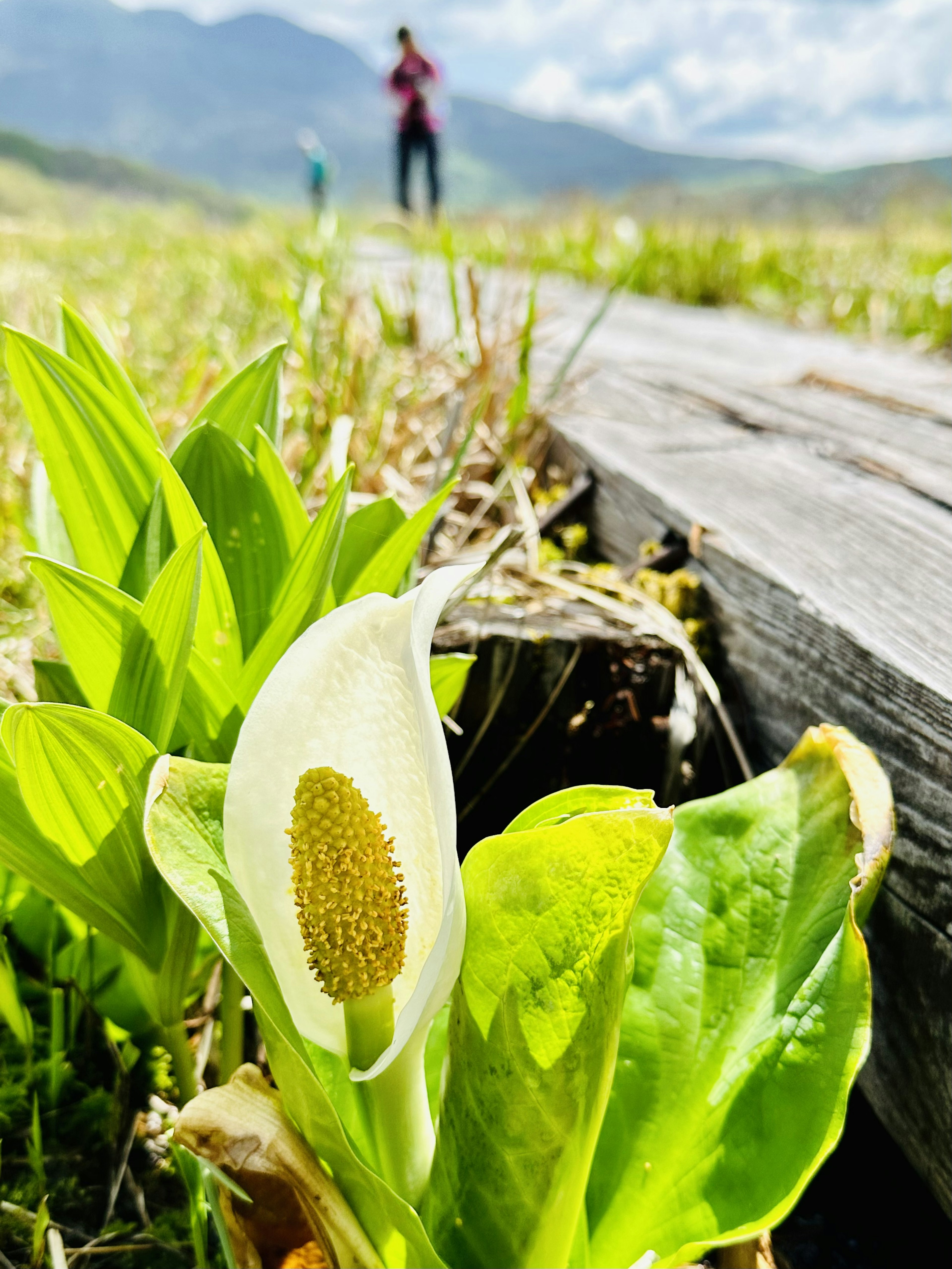 花が咲いている草原の近くに立つ人と山の風景